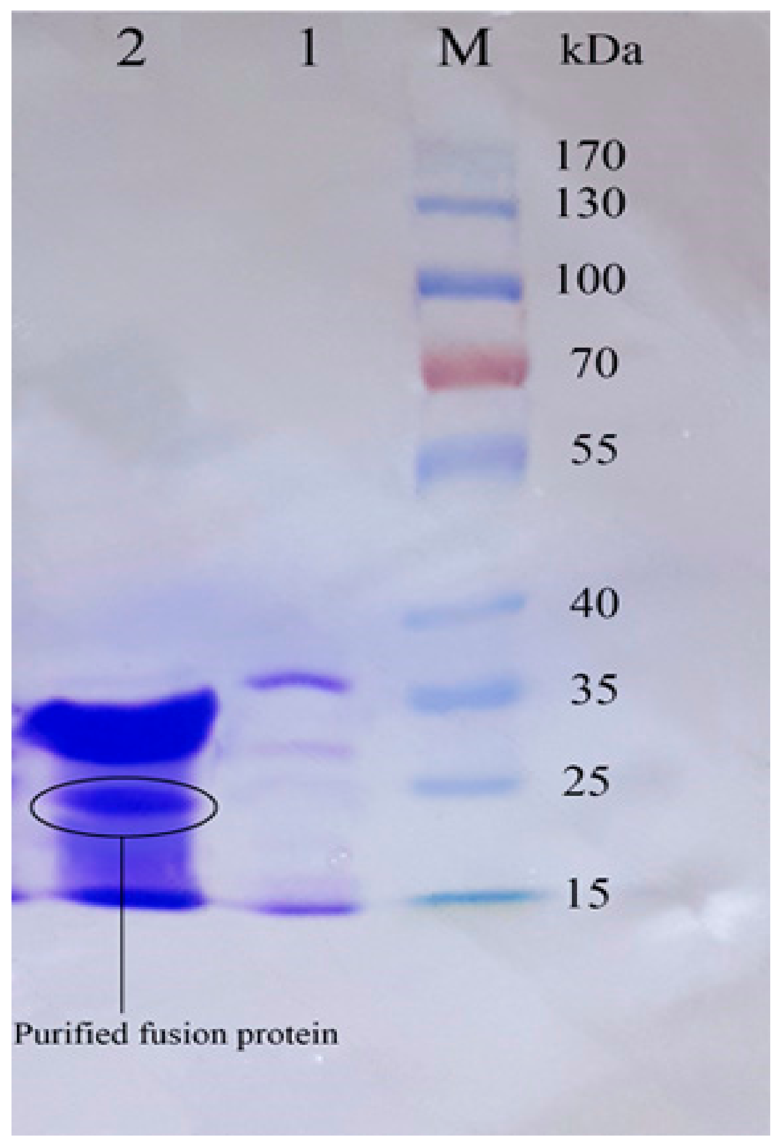 Biomolecules 08 00118 g006