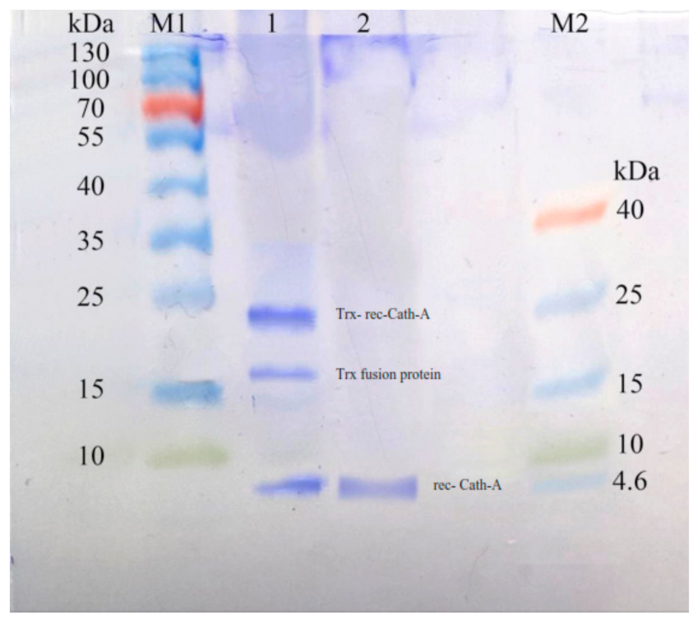 Biomolecules 08 00118 g007