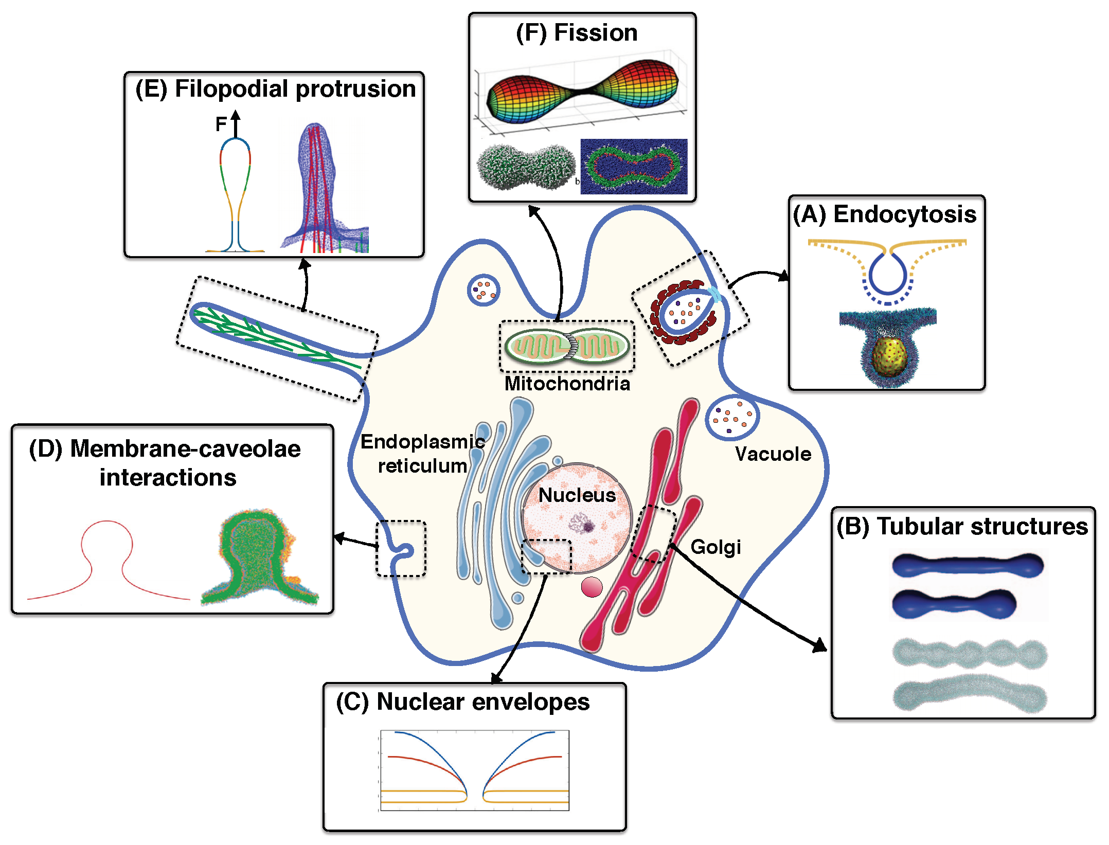 Biomolecules 08 00120 g001 Biomolecules 08 00120 g001