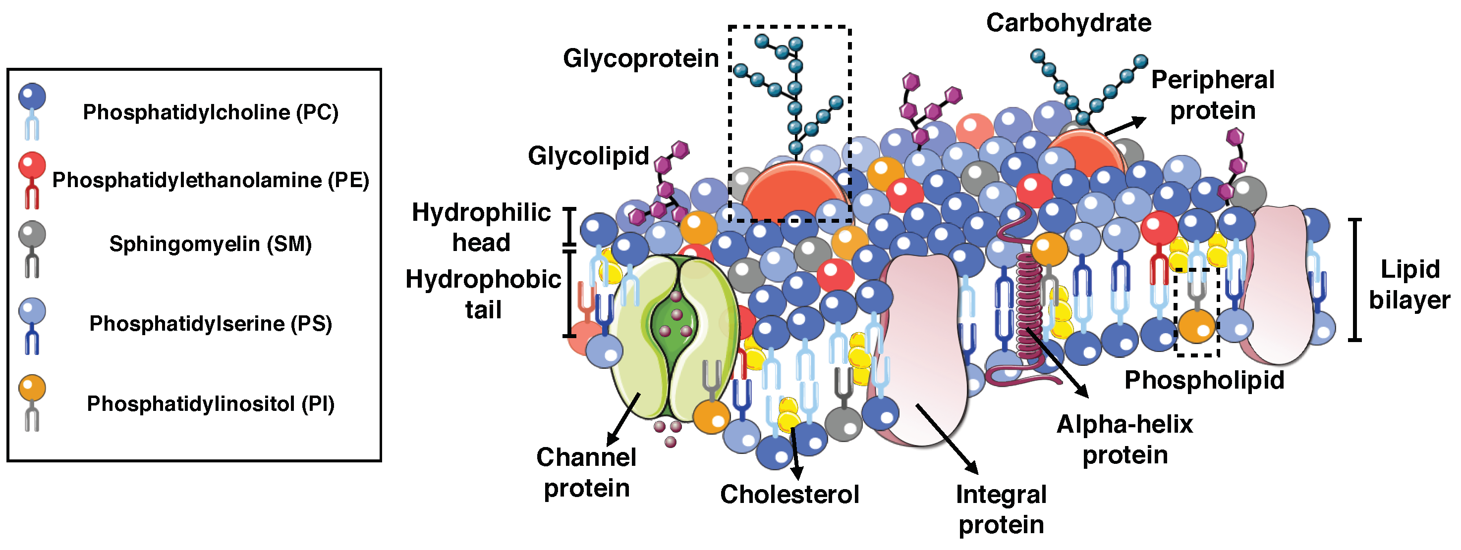 Biomolecules 08 00120 g002 Biomolecules 08 00120 g002
