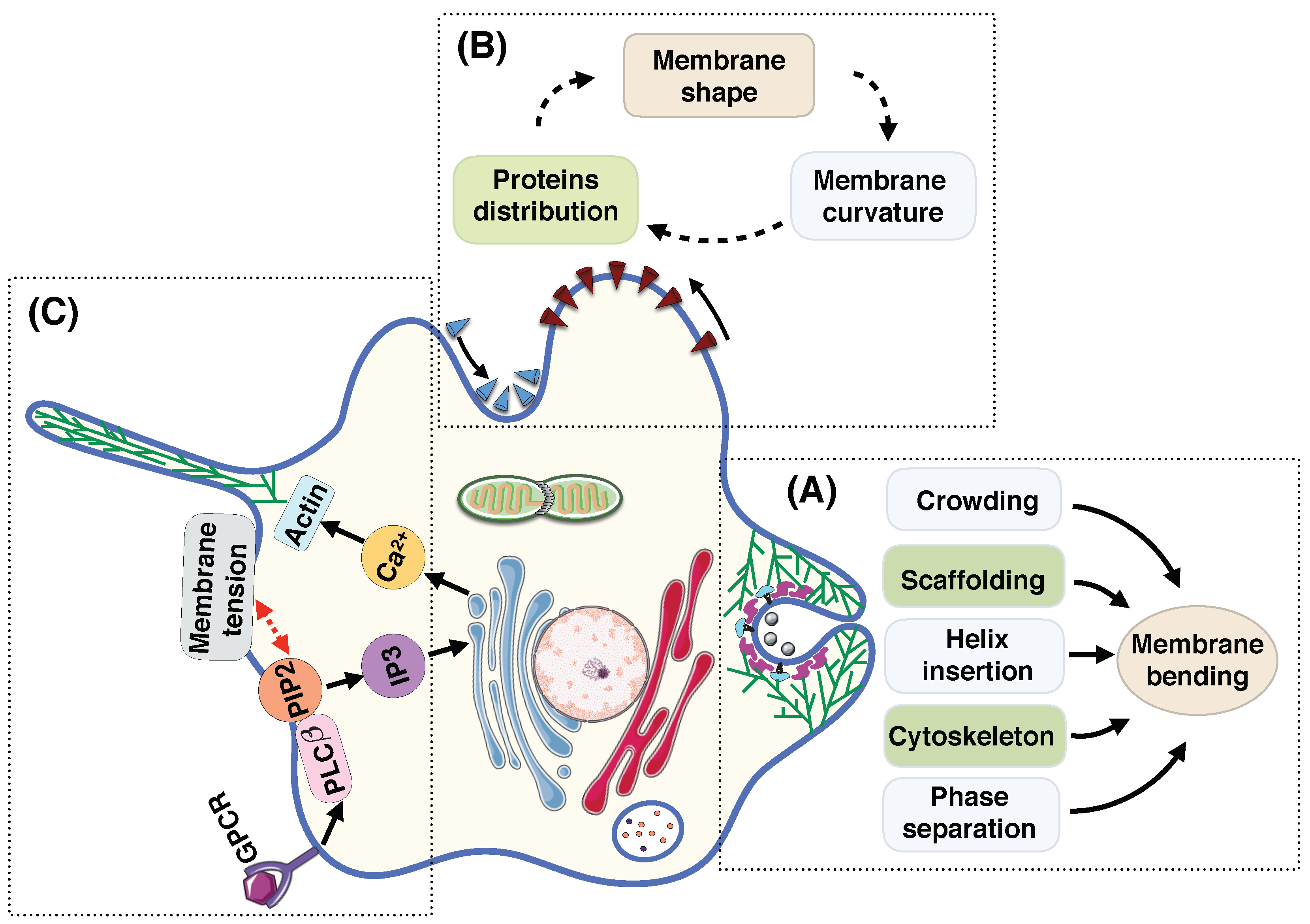 Biomolecules 08 00120 g005 Biomolecules 08 00120 g005