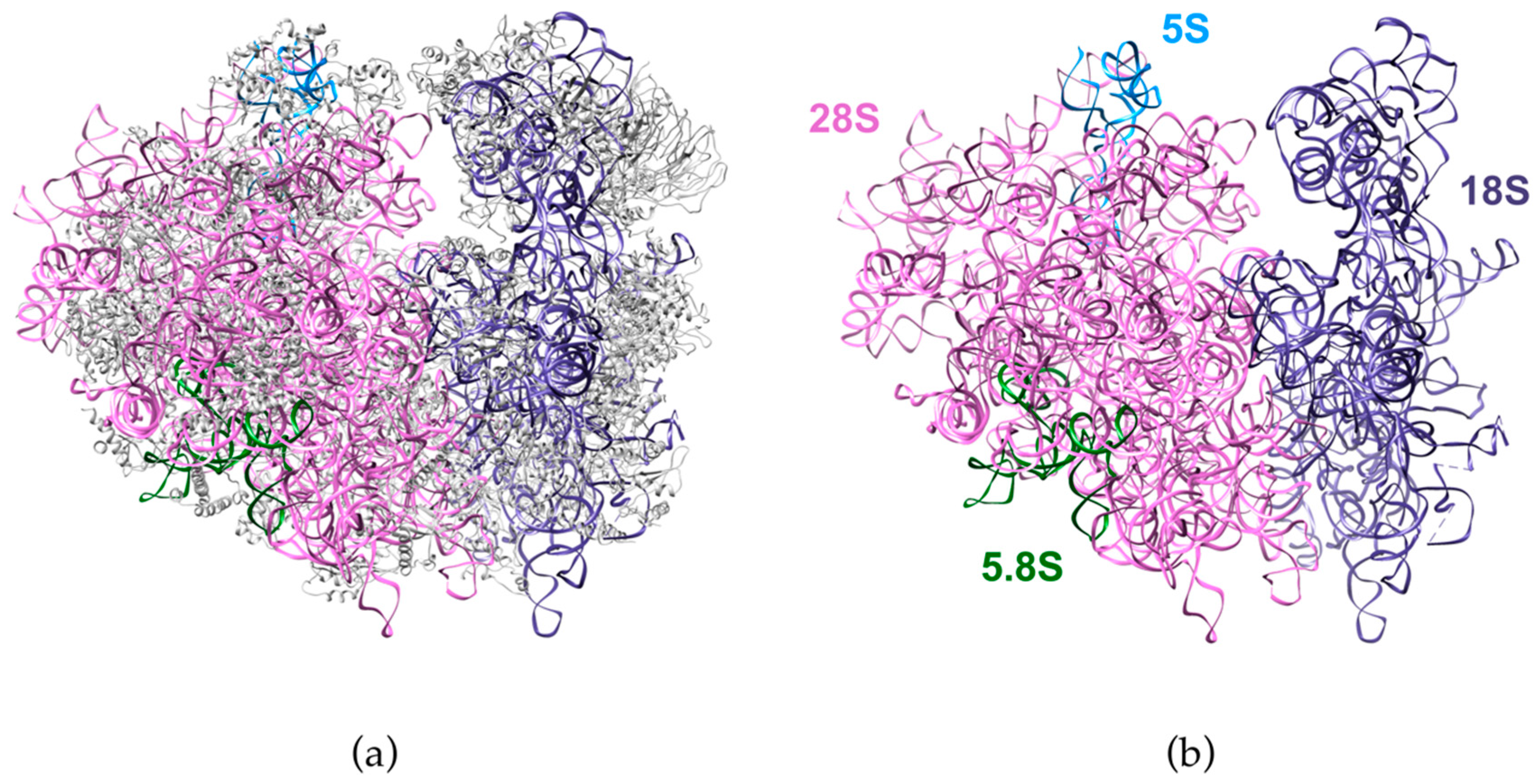 Pre-Ribosomal RNA Processing in Human Cells: From Mechanisms to ...