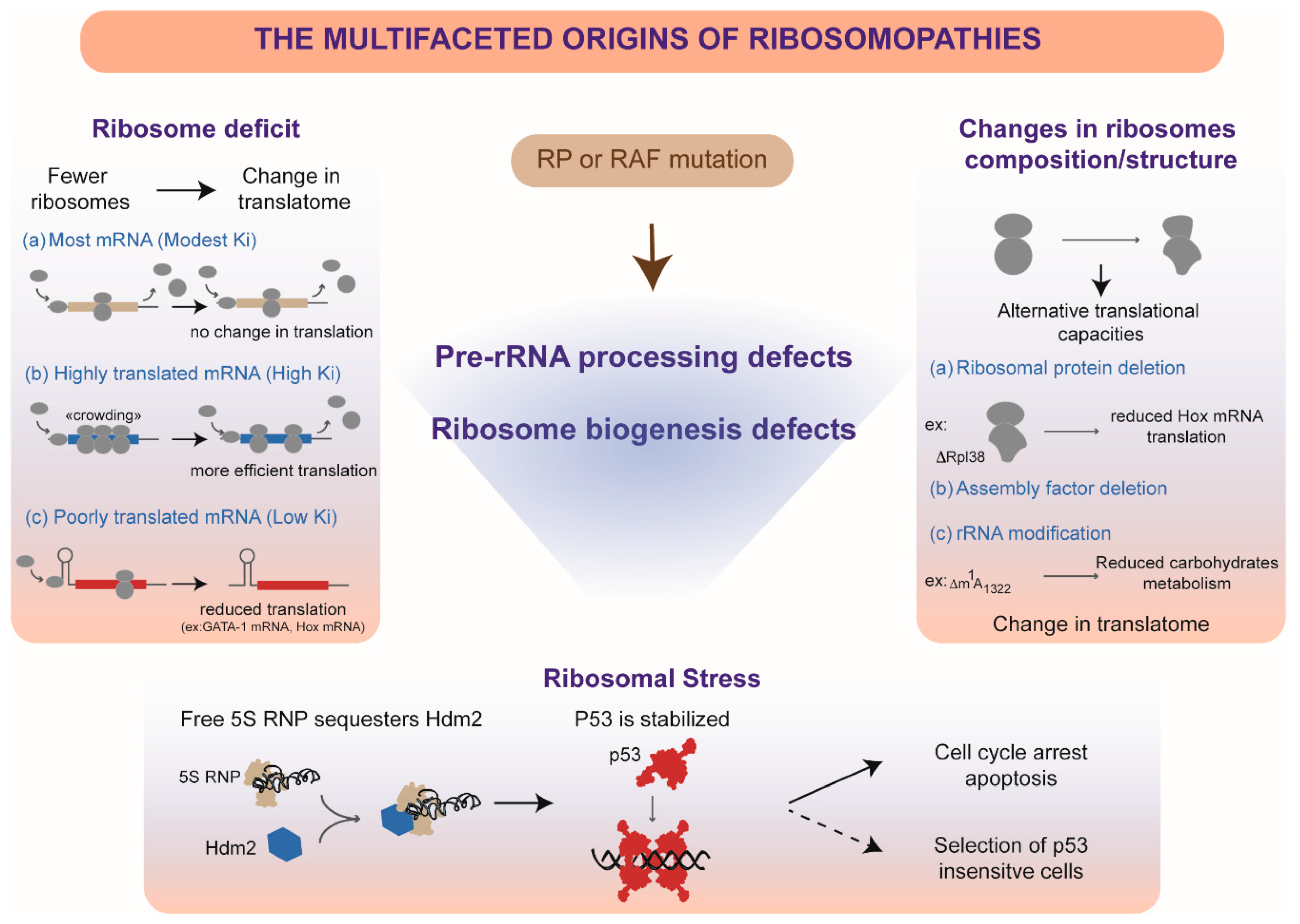 Pre-Ribosomal RNA Processing in Human Cells: From Mechanisms to ...