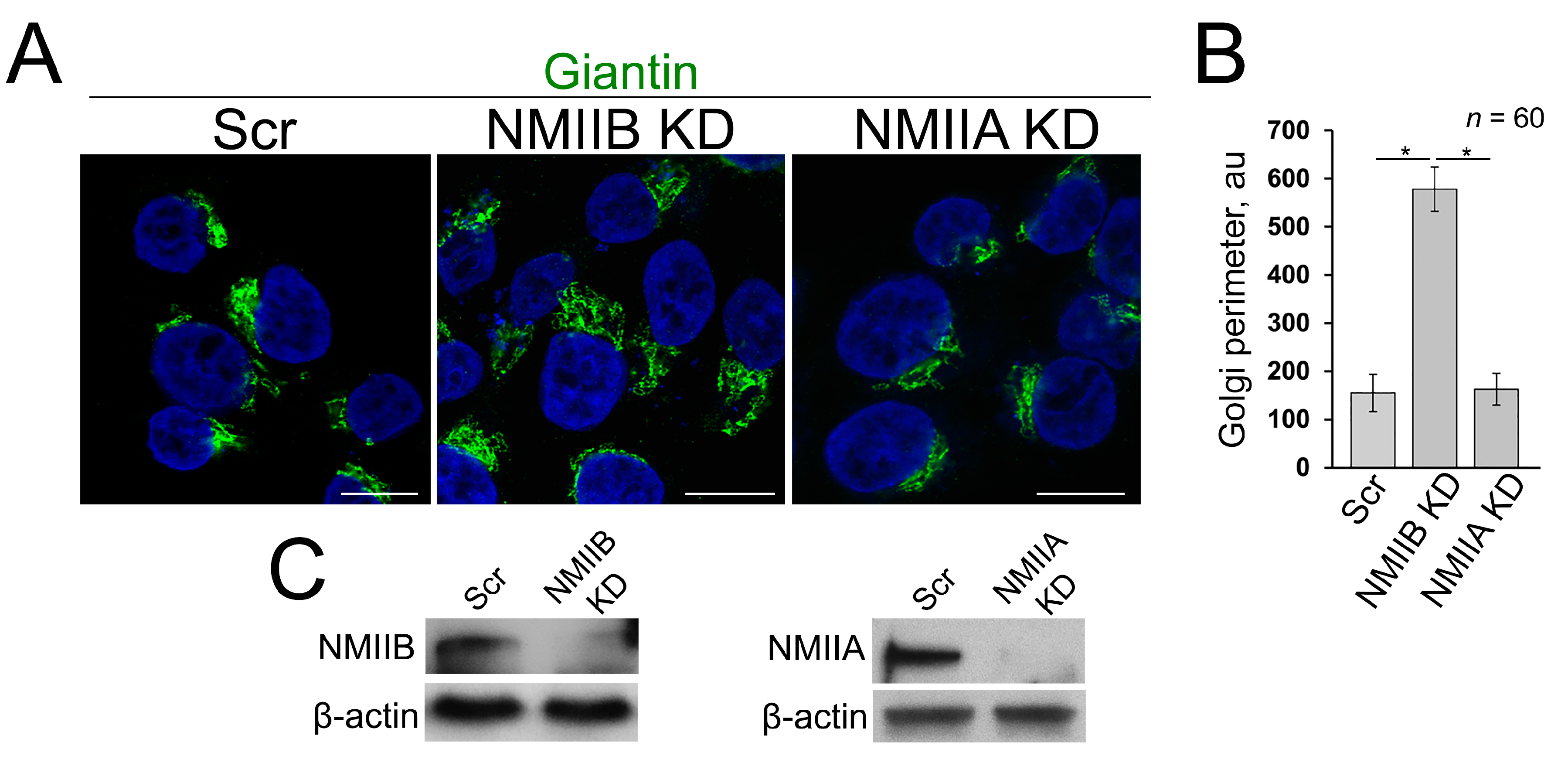 Biomolecules 08 00150 g004