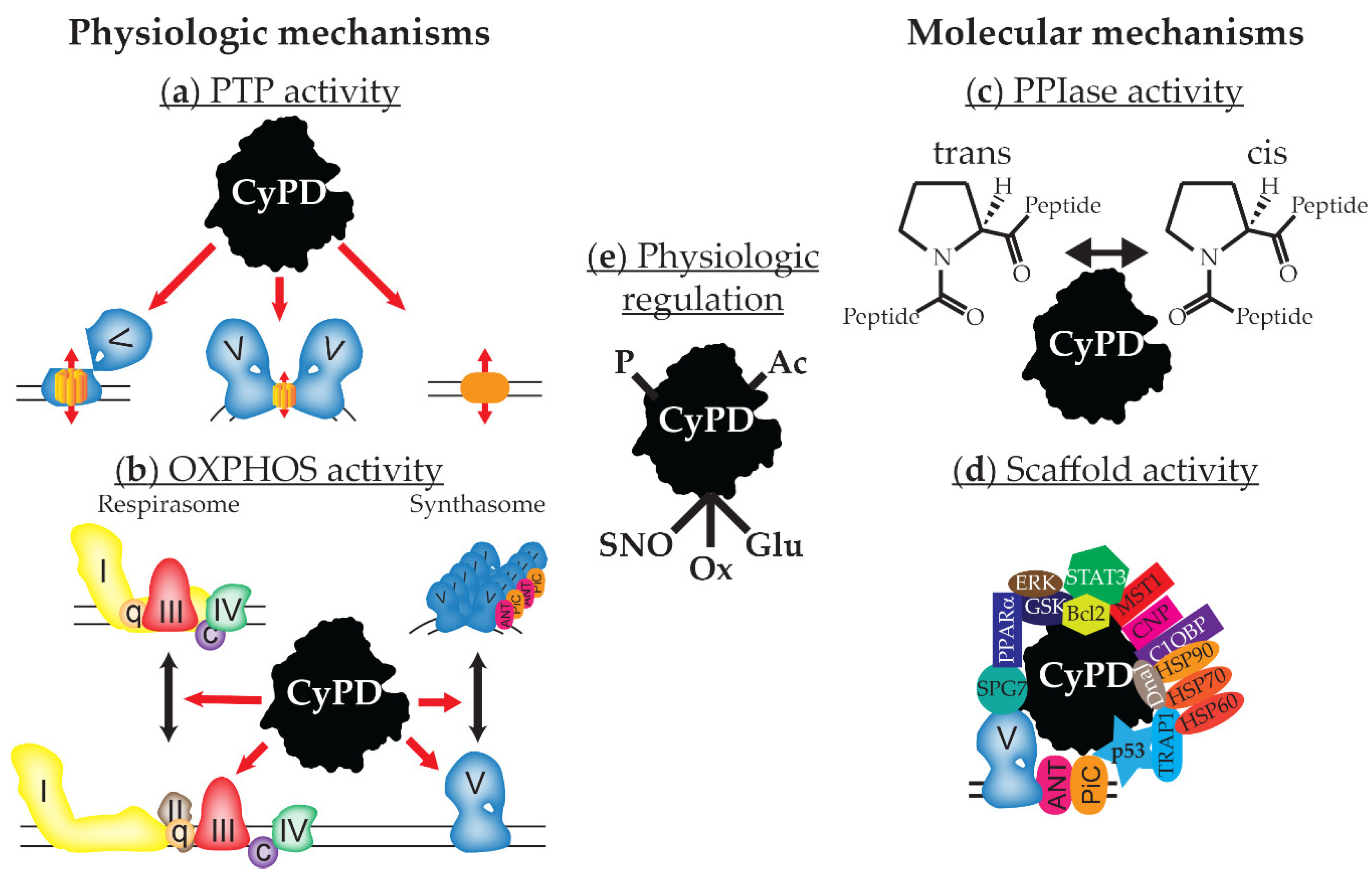 Biomolecules 08 00176 g001