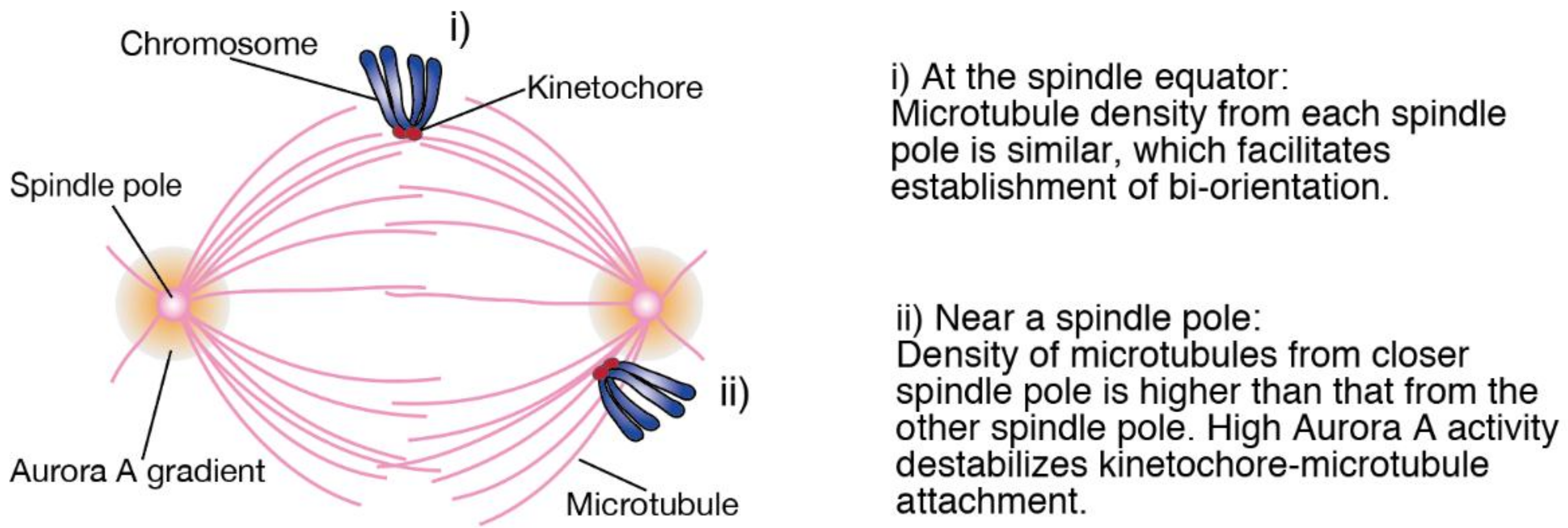 Biomolecules 09 00010 g001 Biomolecules 09 00010 g001