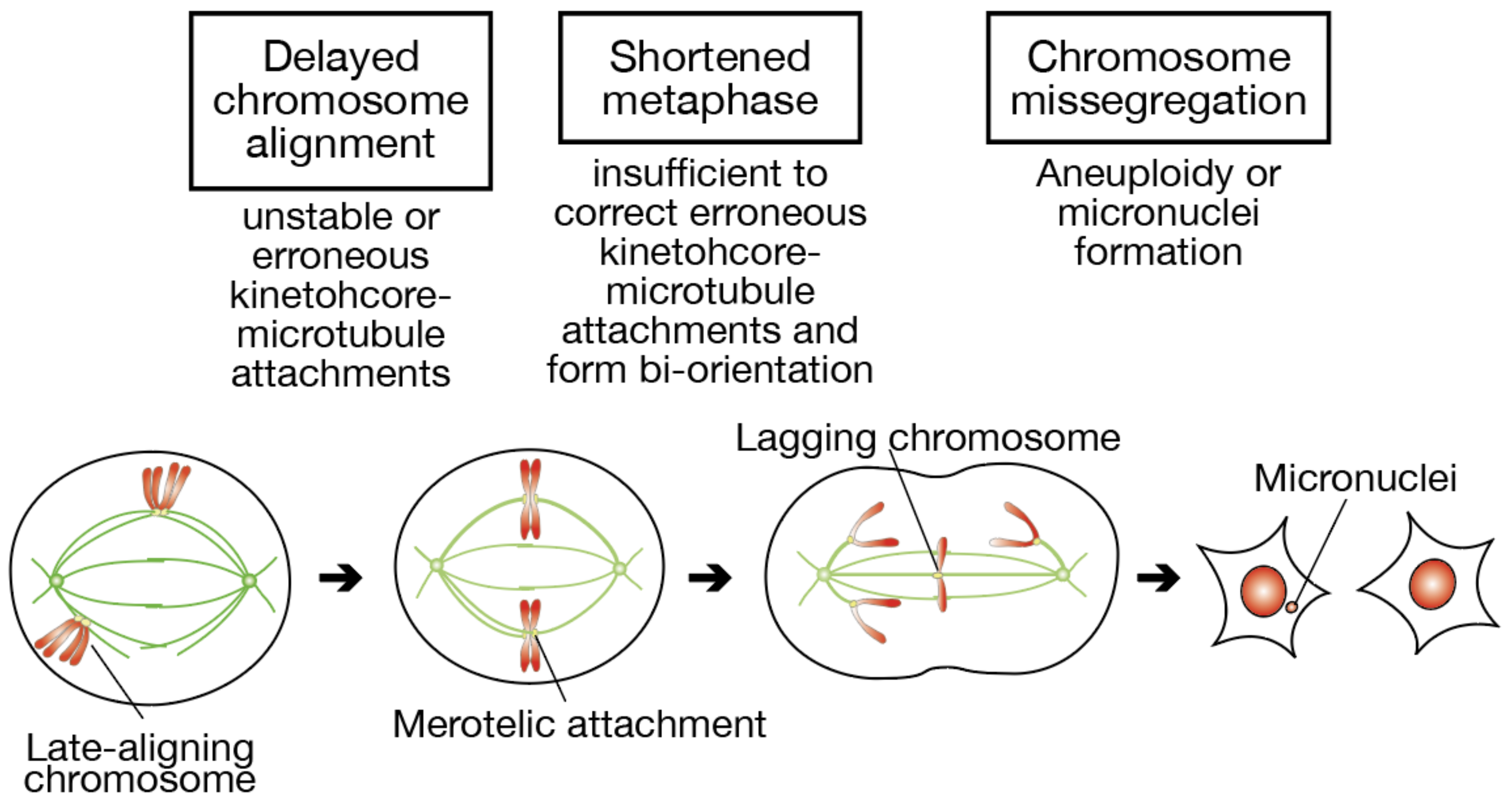 Biomolecules 09 00010 g007 Biomolecules 09 00010 g007