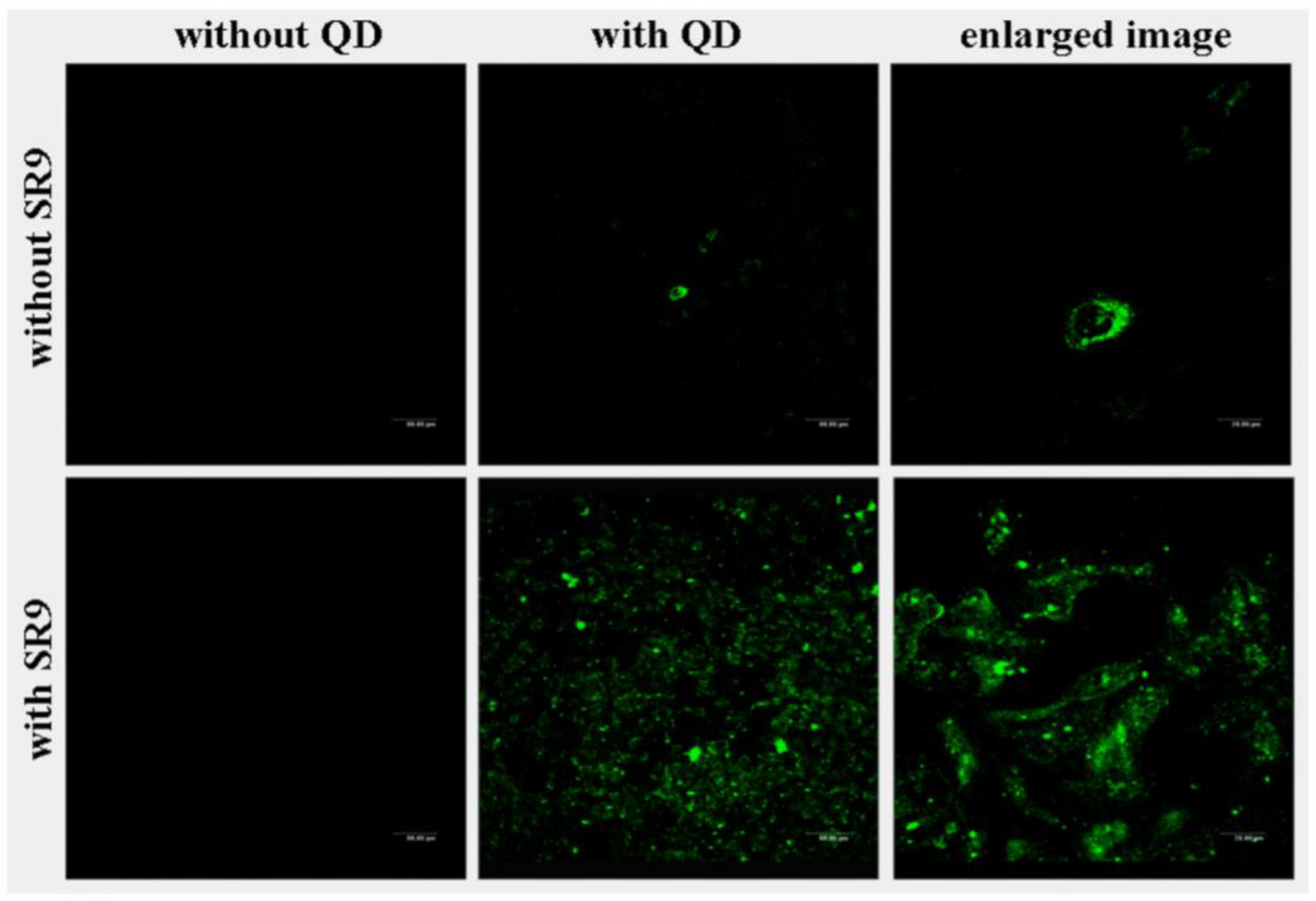 Biomolecules 09 00022 g006