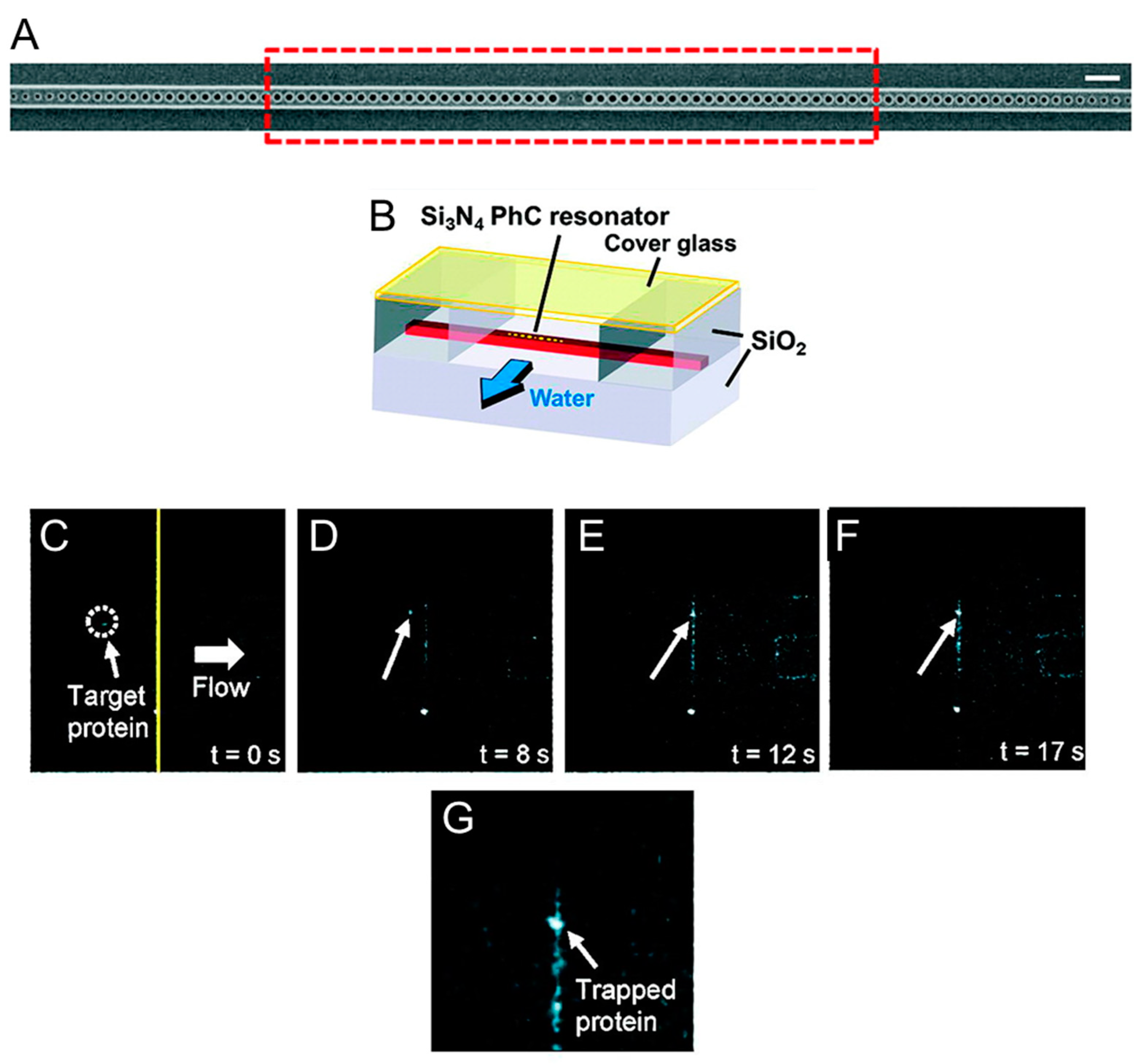 Biomolecules 09 00023 g002 Biomolecules 09 00023 g002