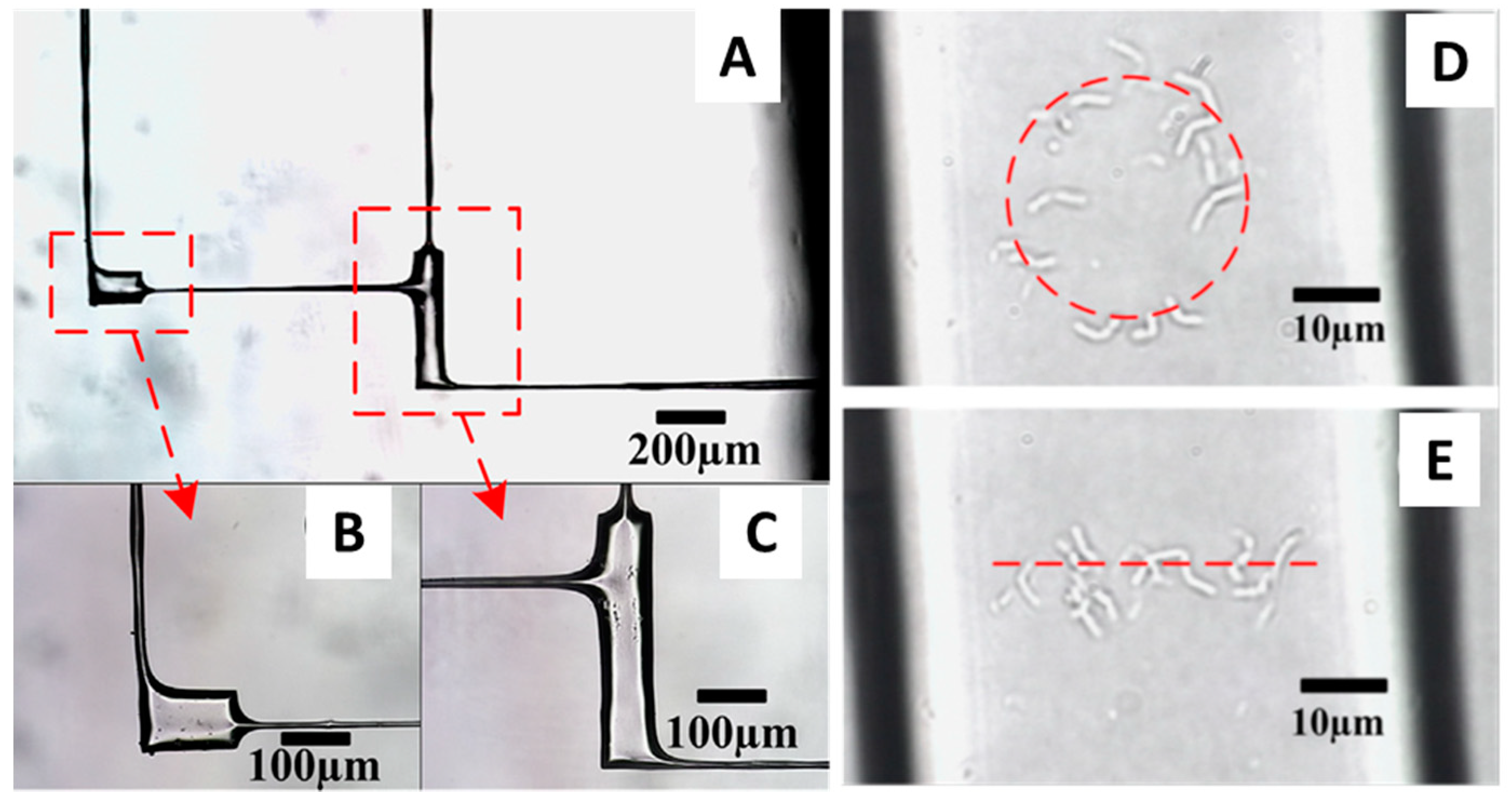 Biomolecules 09 00023 g003 Biomolecules 09 00023 g003