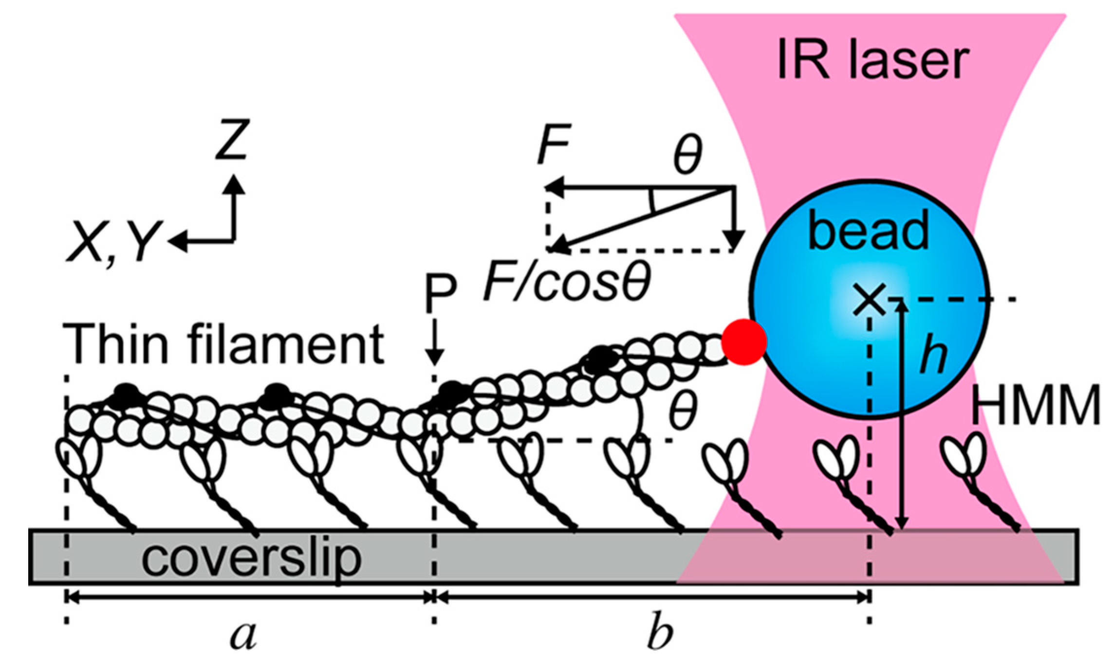 Biomolecules 09 00023 g005 Biomolecules 09 00023 g005