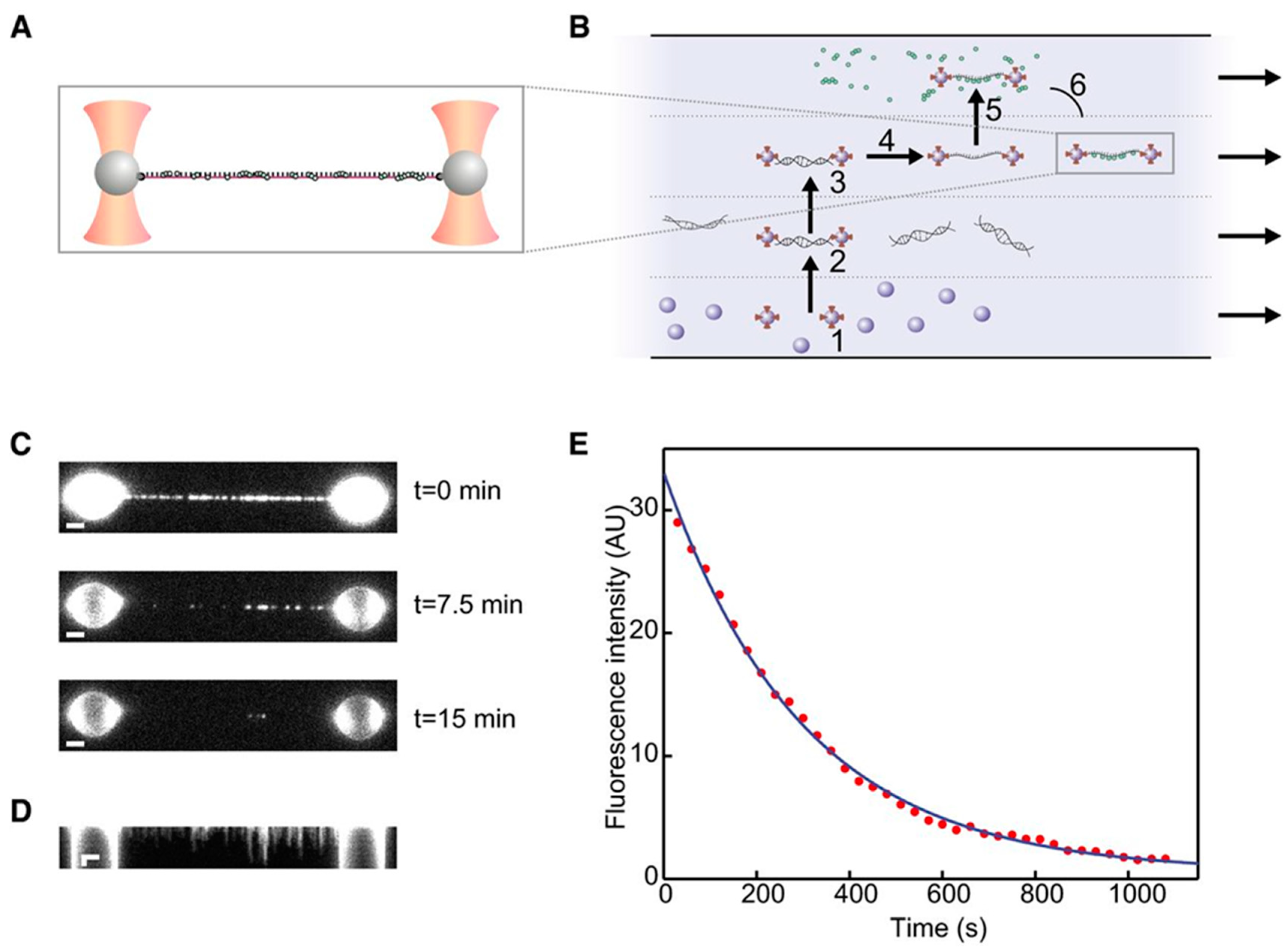 Biomolecules 09 00023 g007 Biomolecules 09 00023 g007