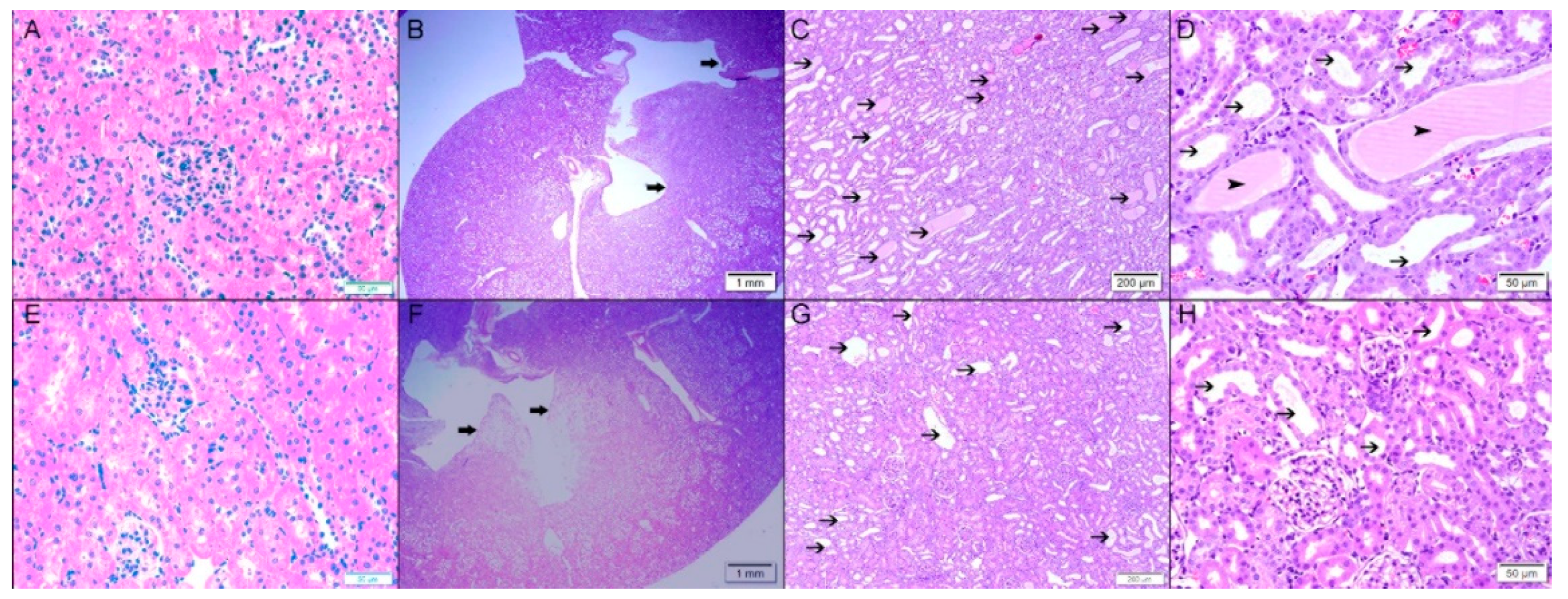 Biomolecules 09 00025 g006 Biomolecules 09 00025 g006
