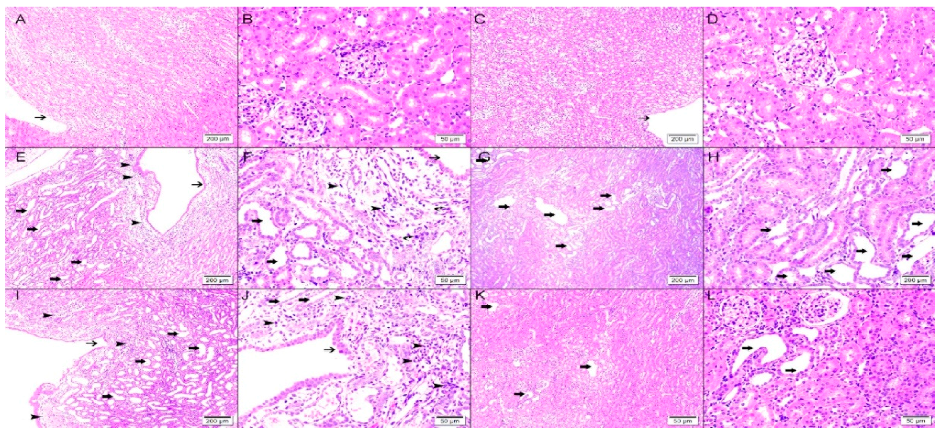 Biomolecules 09 00025 g008 Biomolecules 09 00025 g008