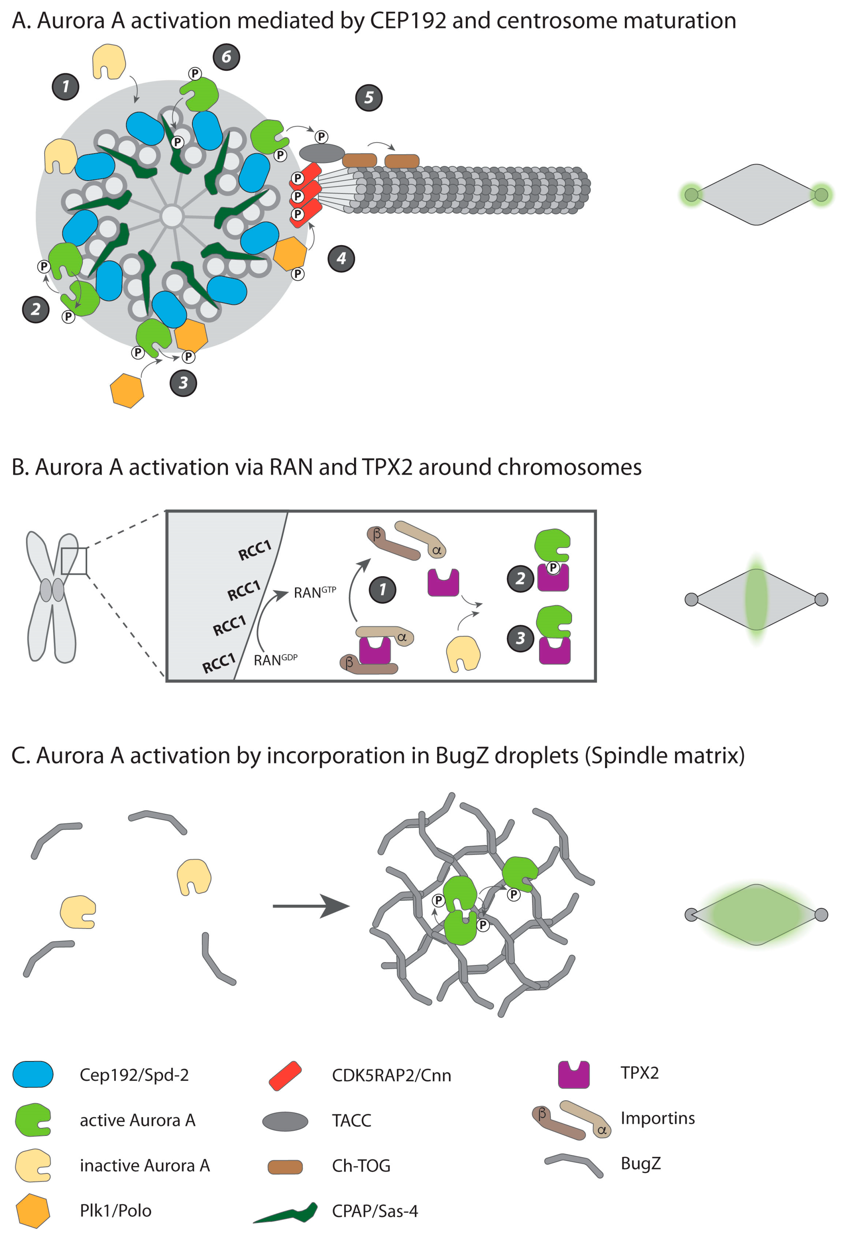Biomolecules 09 00028 g002