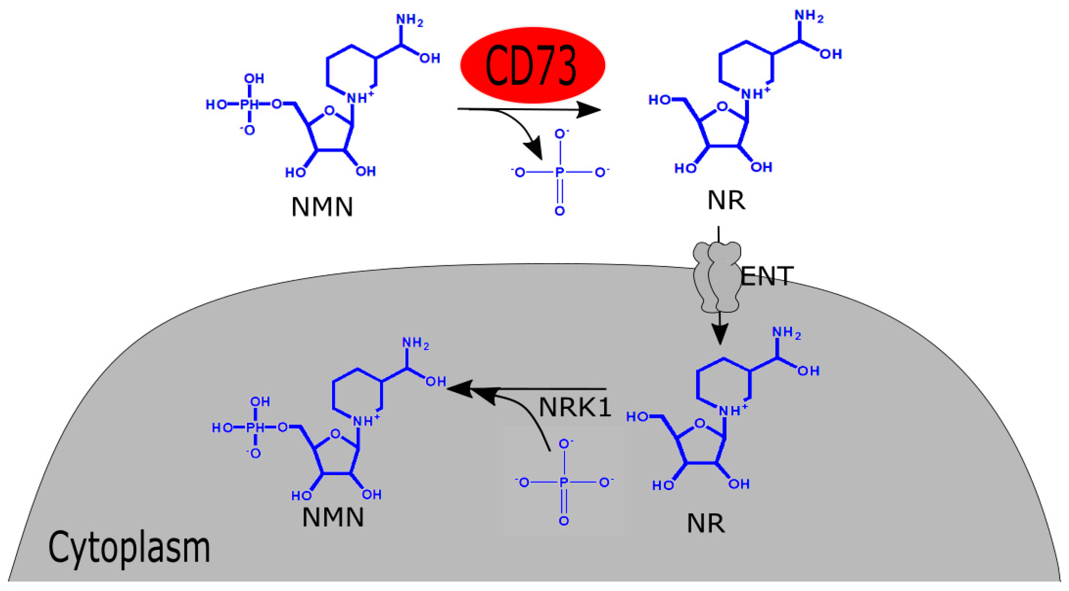 Biomolecules 09 00034 g002 Biomolecules 09 00034 g002