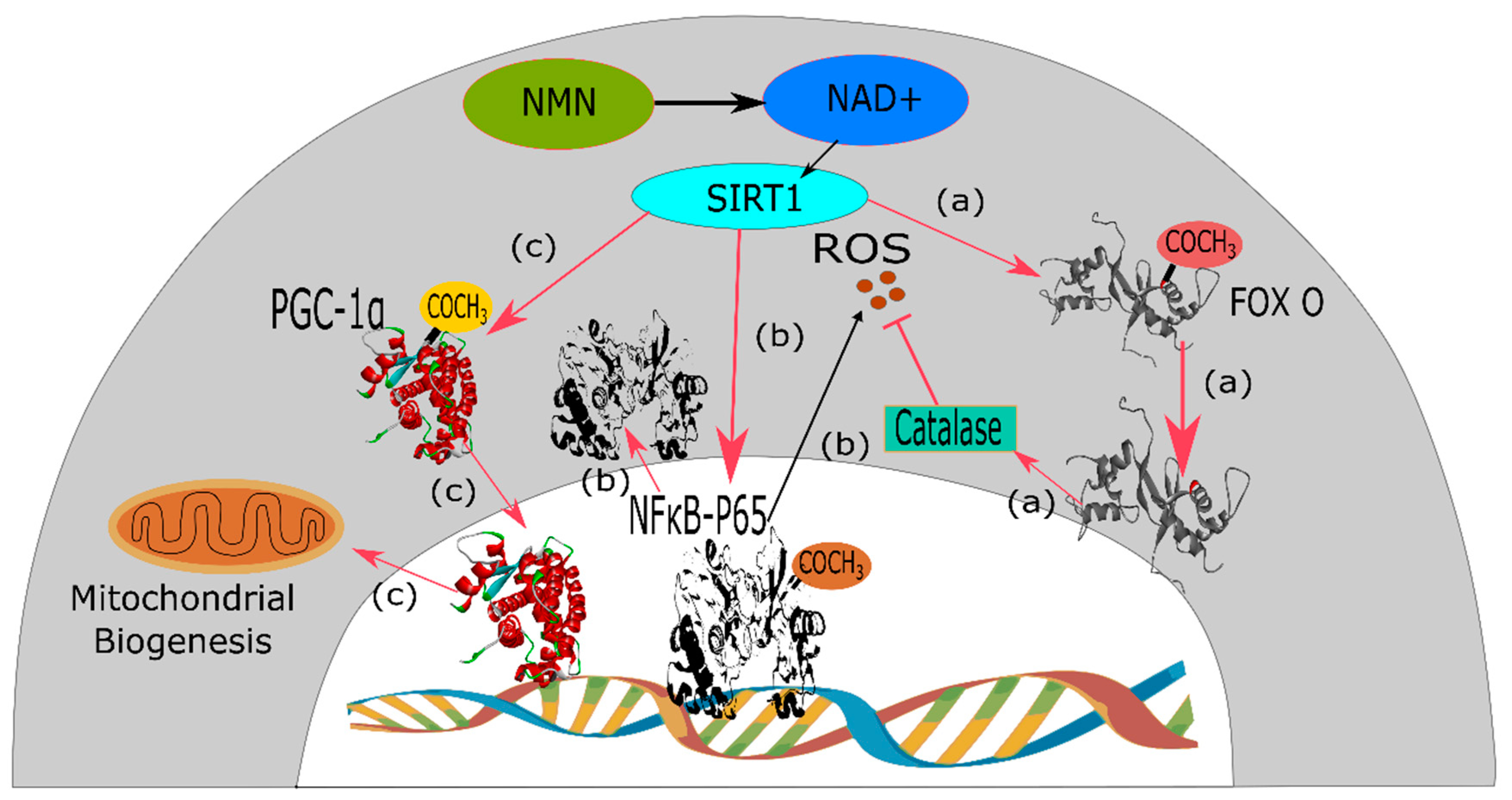 Biomolecules 09 00034 g003 Biomolecules 09 00034 g003