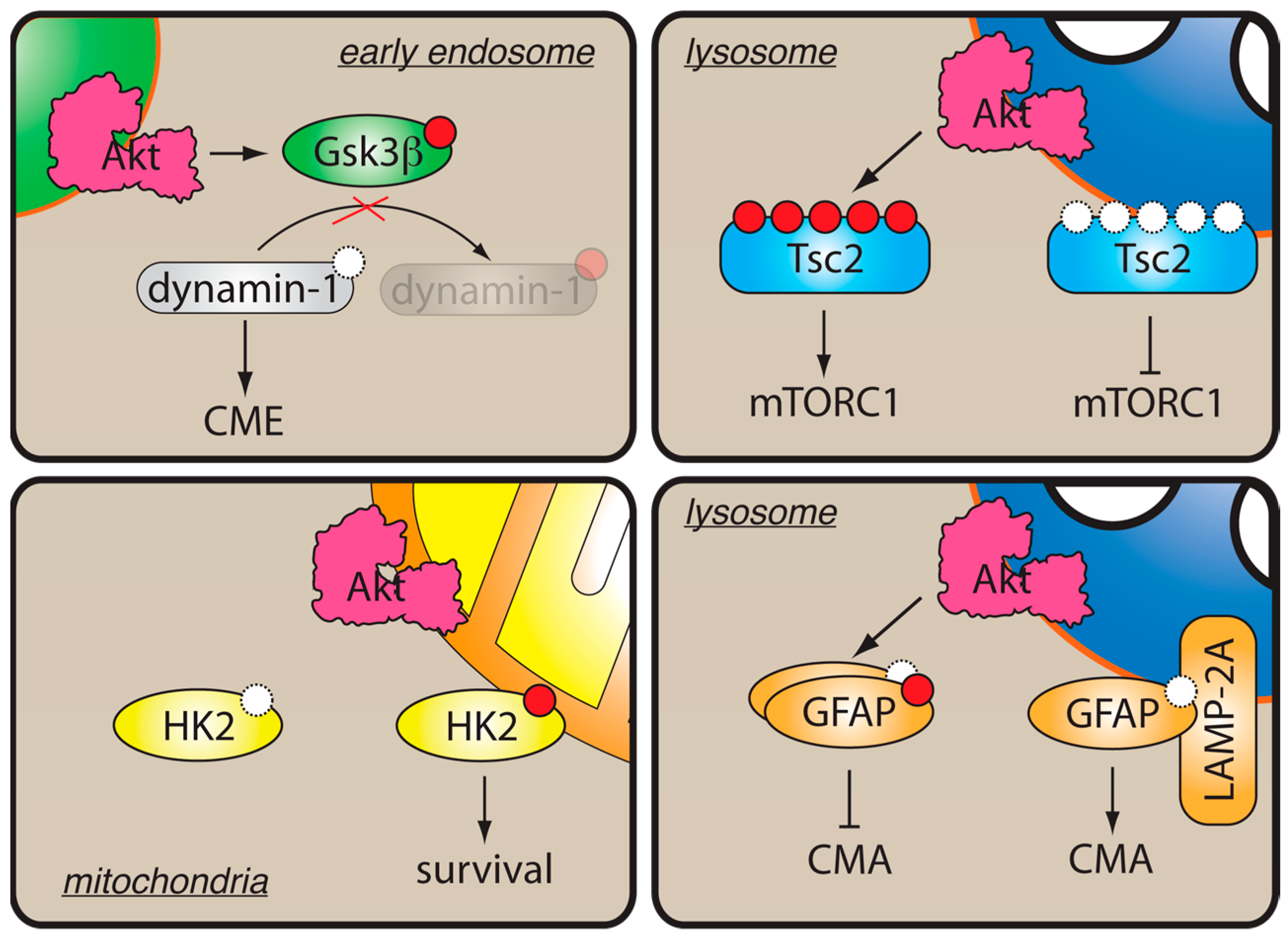 Biomolecules 09 00067 g003