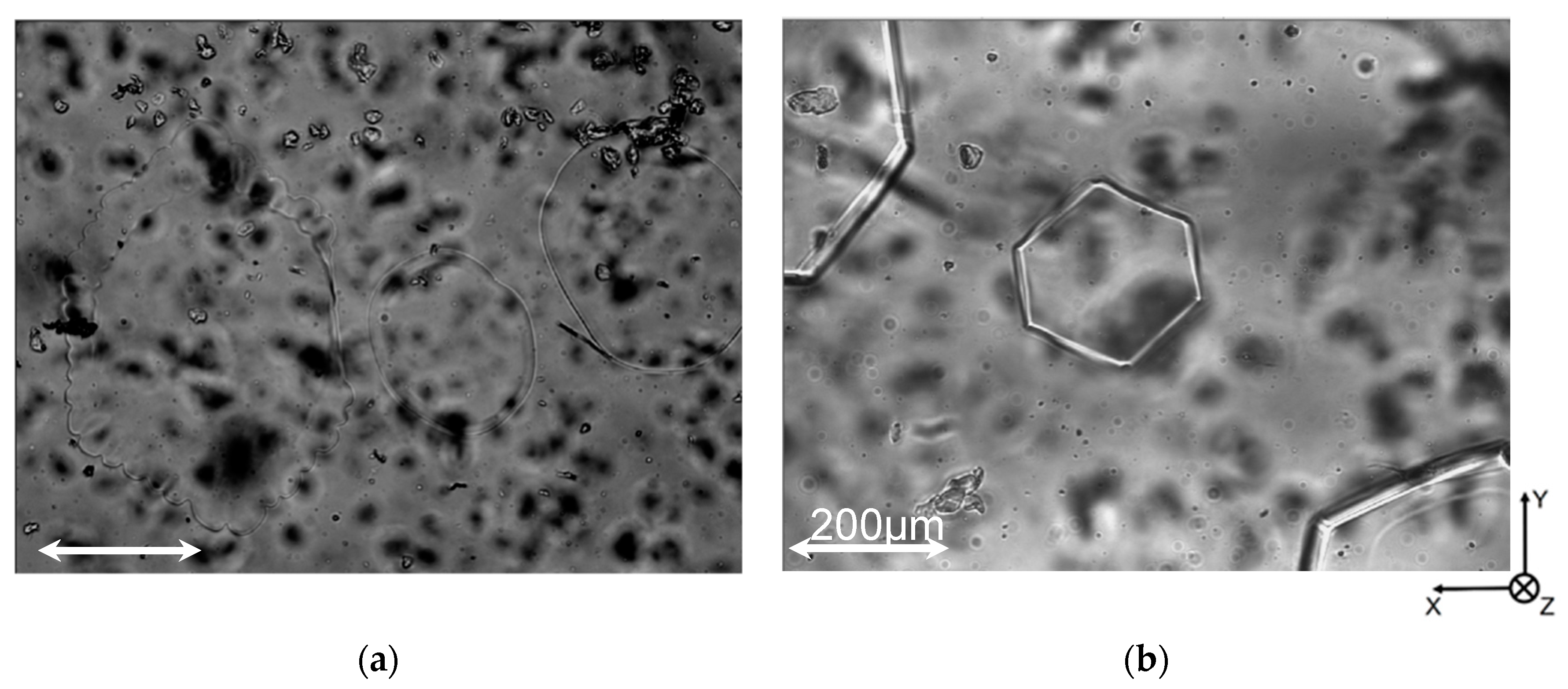 Biomolecules 09 00070 g005
