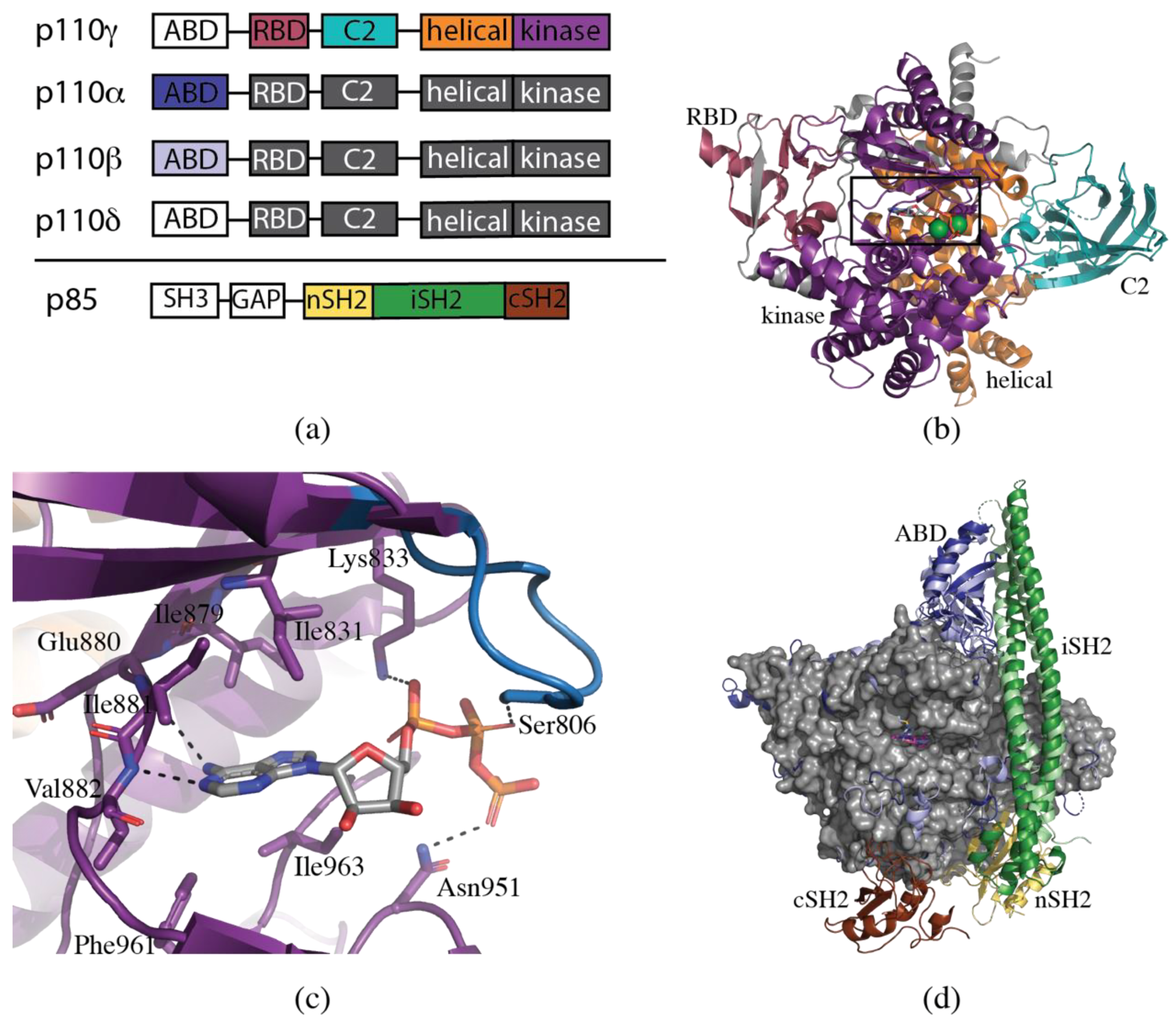 Biomolecules 09 00082 g001 Biomolecules 09 00082 g001