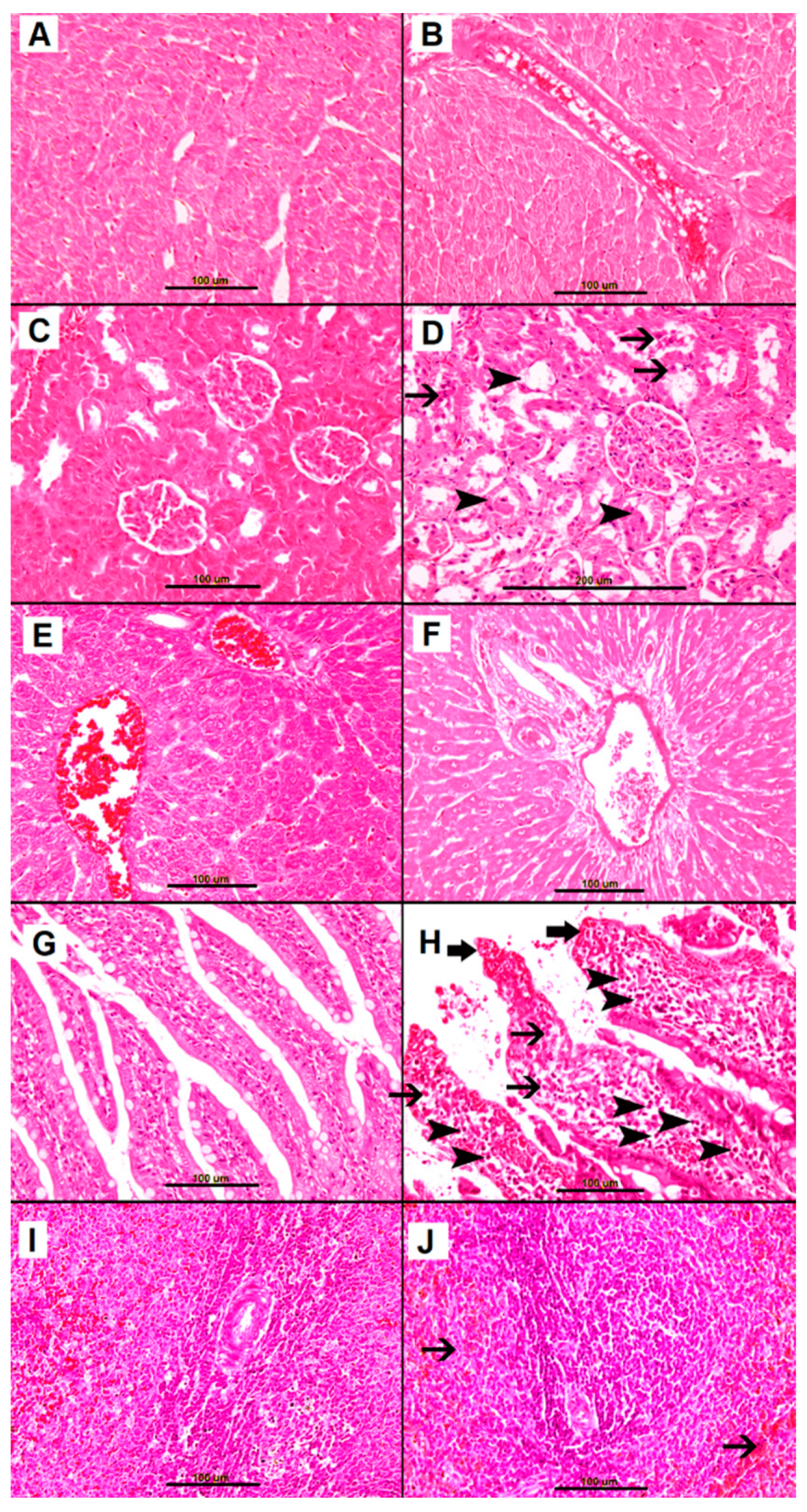 Biomolecules 09 00101 g002 Biomolecules 09 00101 g002