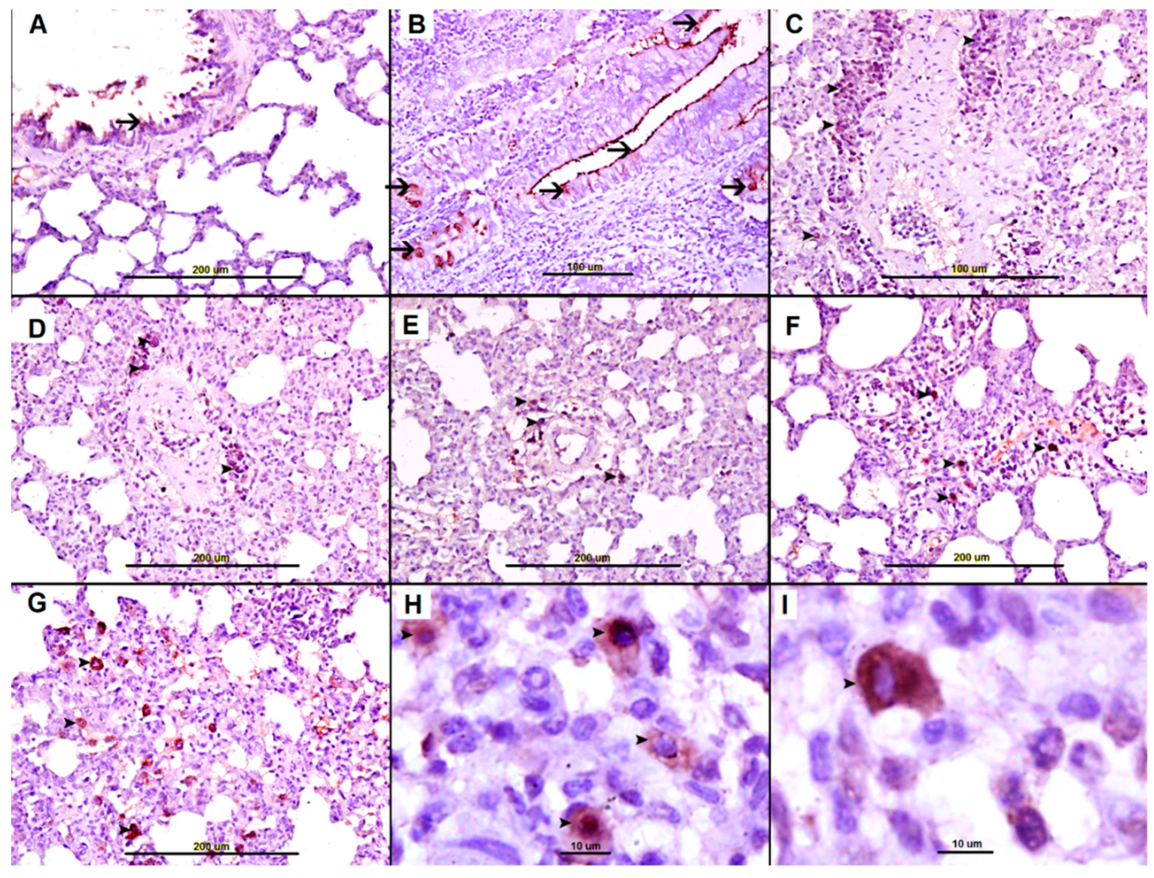 Biomolecules 09 00101 g008 Biomolecules 09 00101 g008