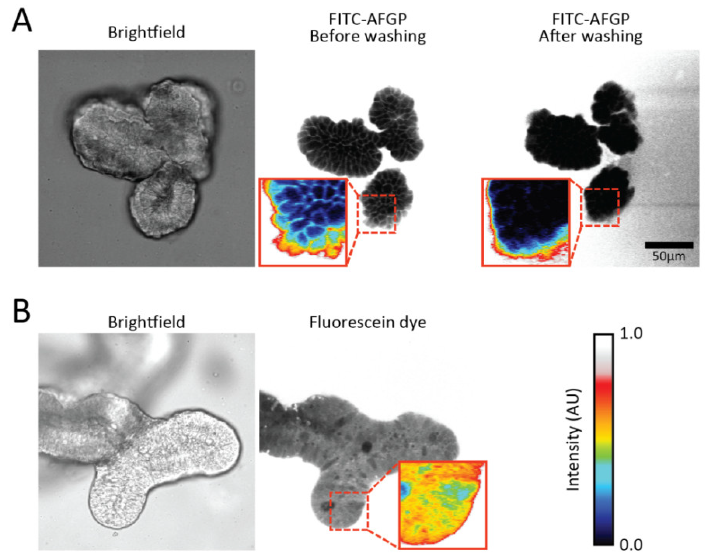 Biomolecules 09 00110 g003 Biomolecules 09 00110 g003