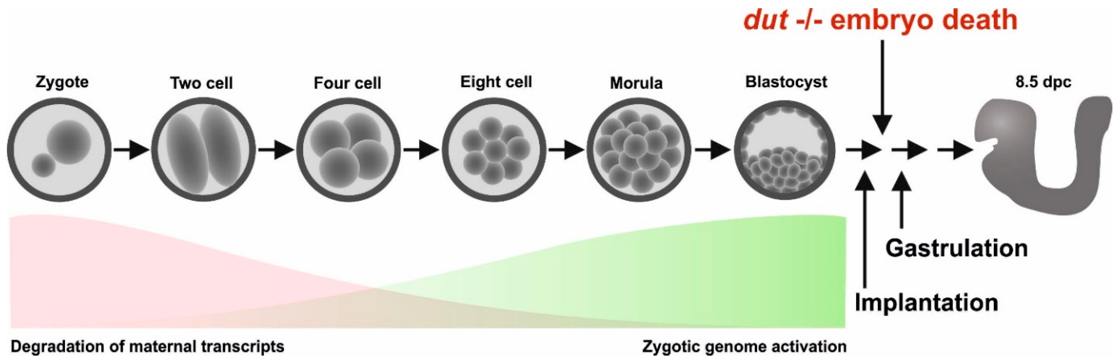 Biomolecules 09 00136 g006