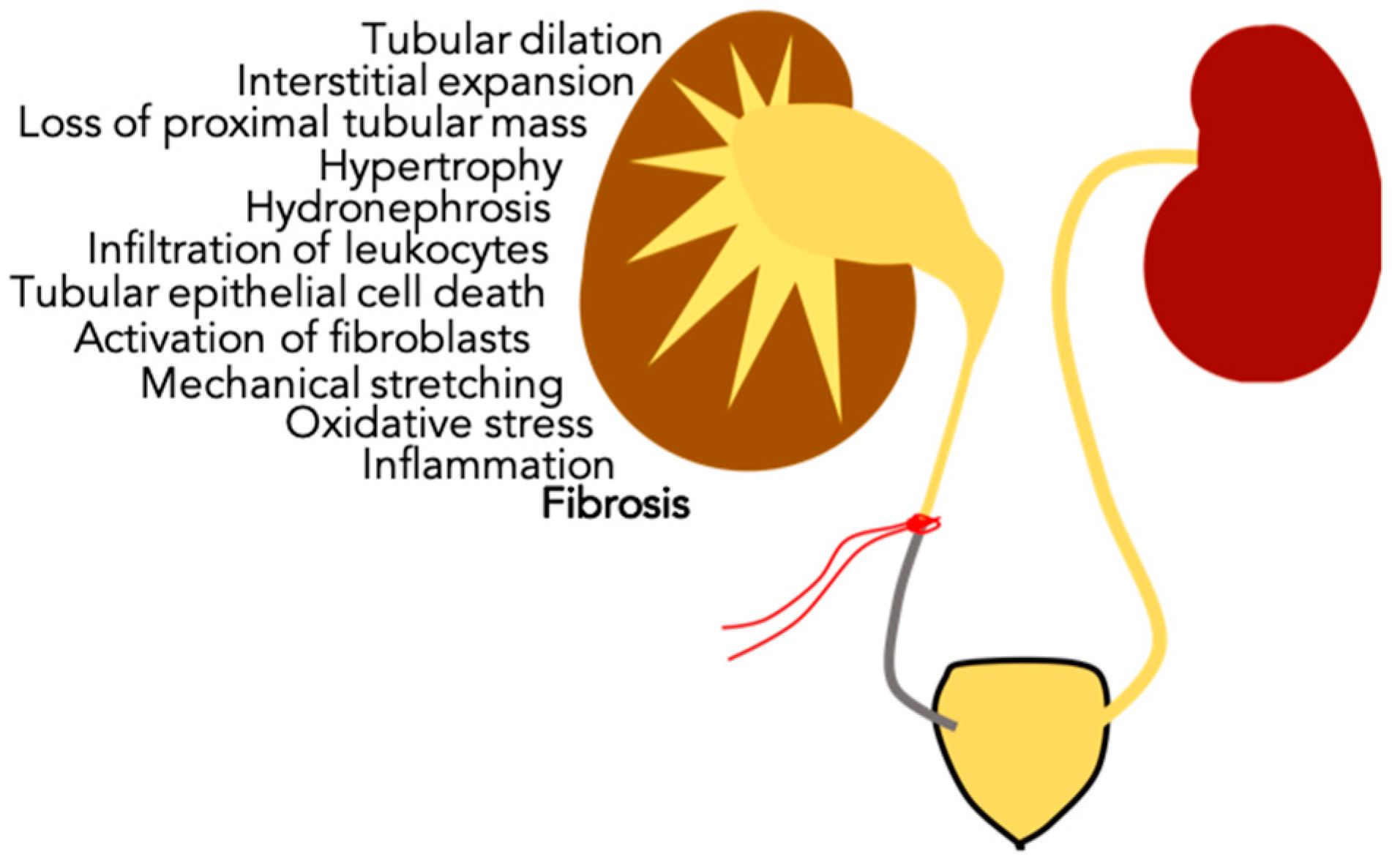 Biomolecules 09 00141 g001 Biomolecules 09 00141 g001