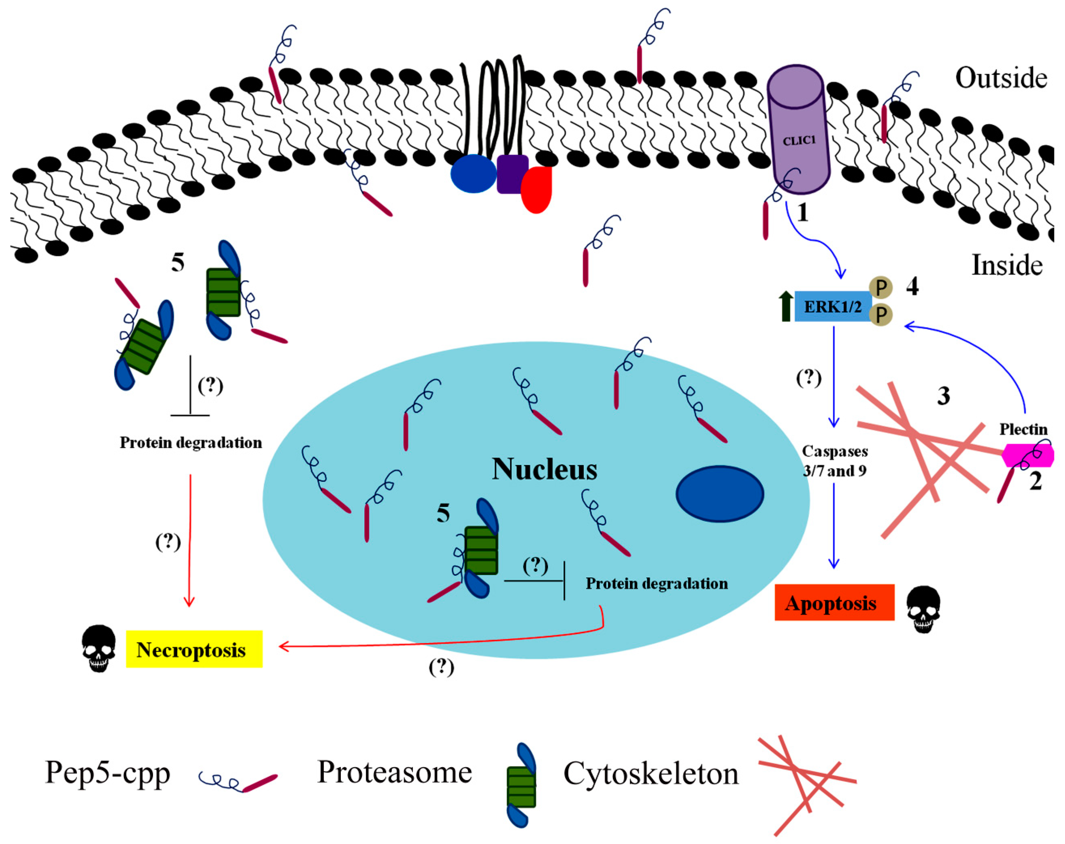 Biomolecules 09 00150 g004 Biomolecules 09 00150 g004