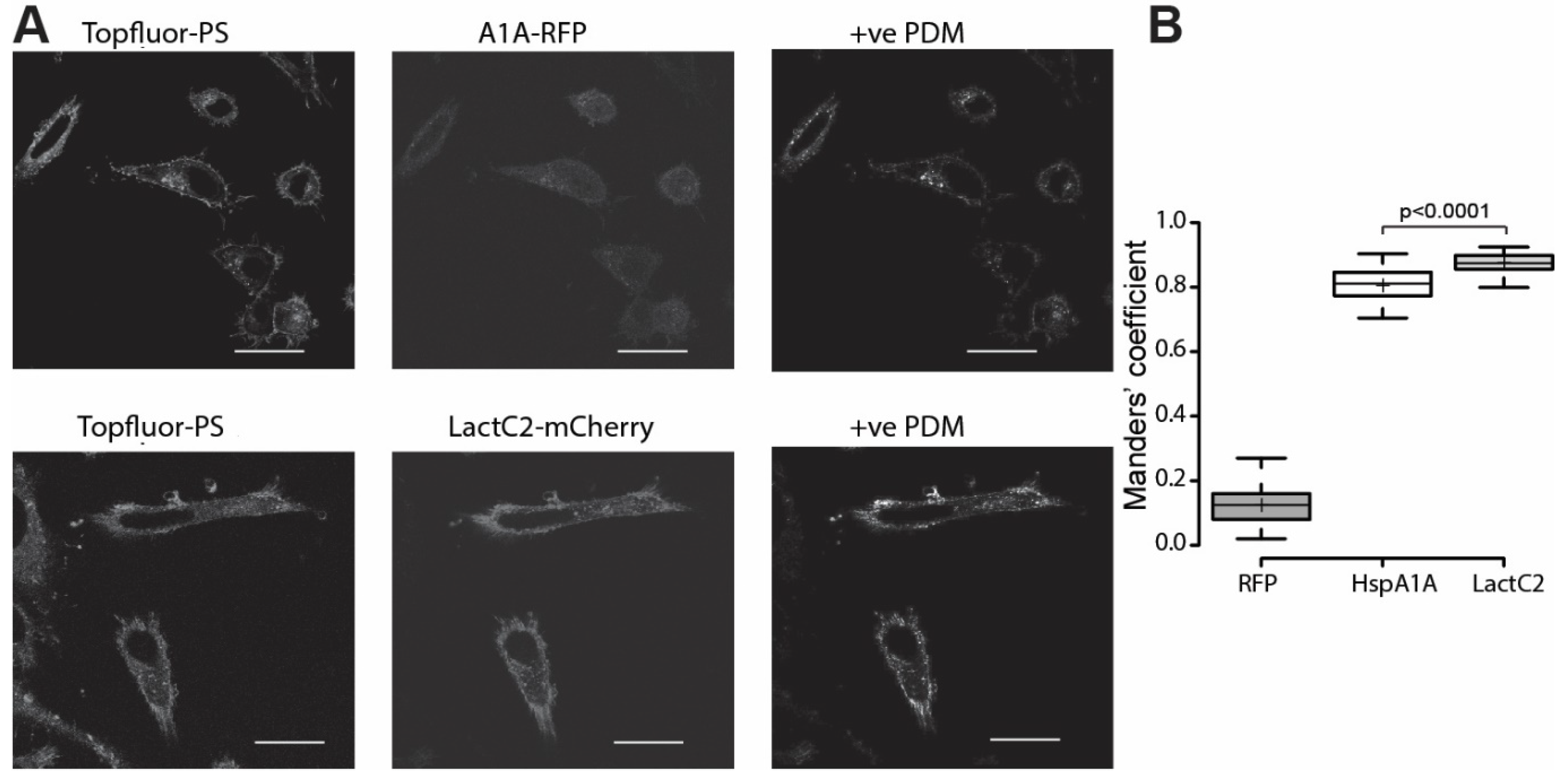 Biomolecules 09 00152 g004