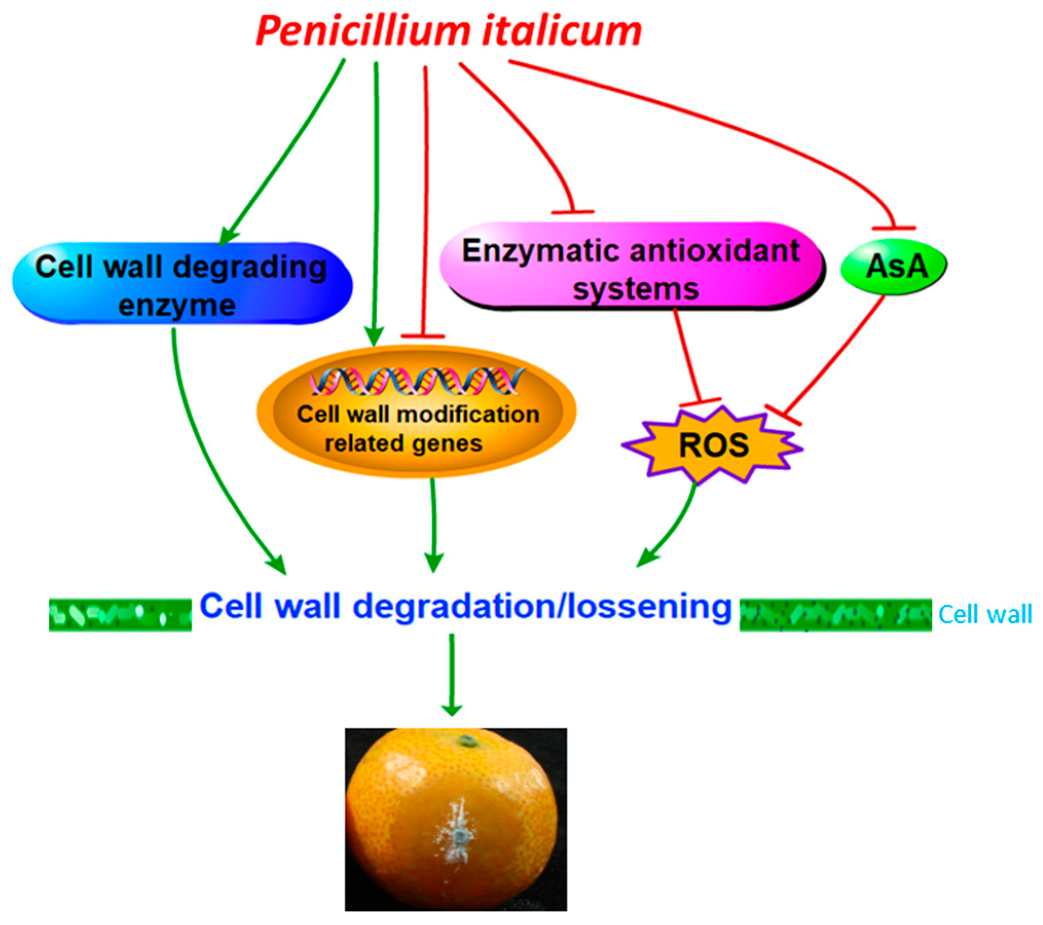 Biomolecules 09 00160 g006 Biomolecules 09 00160 g006