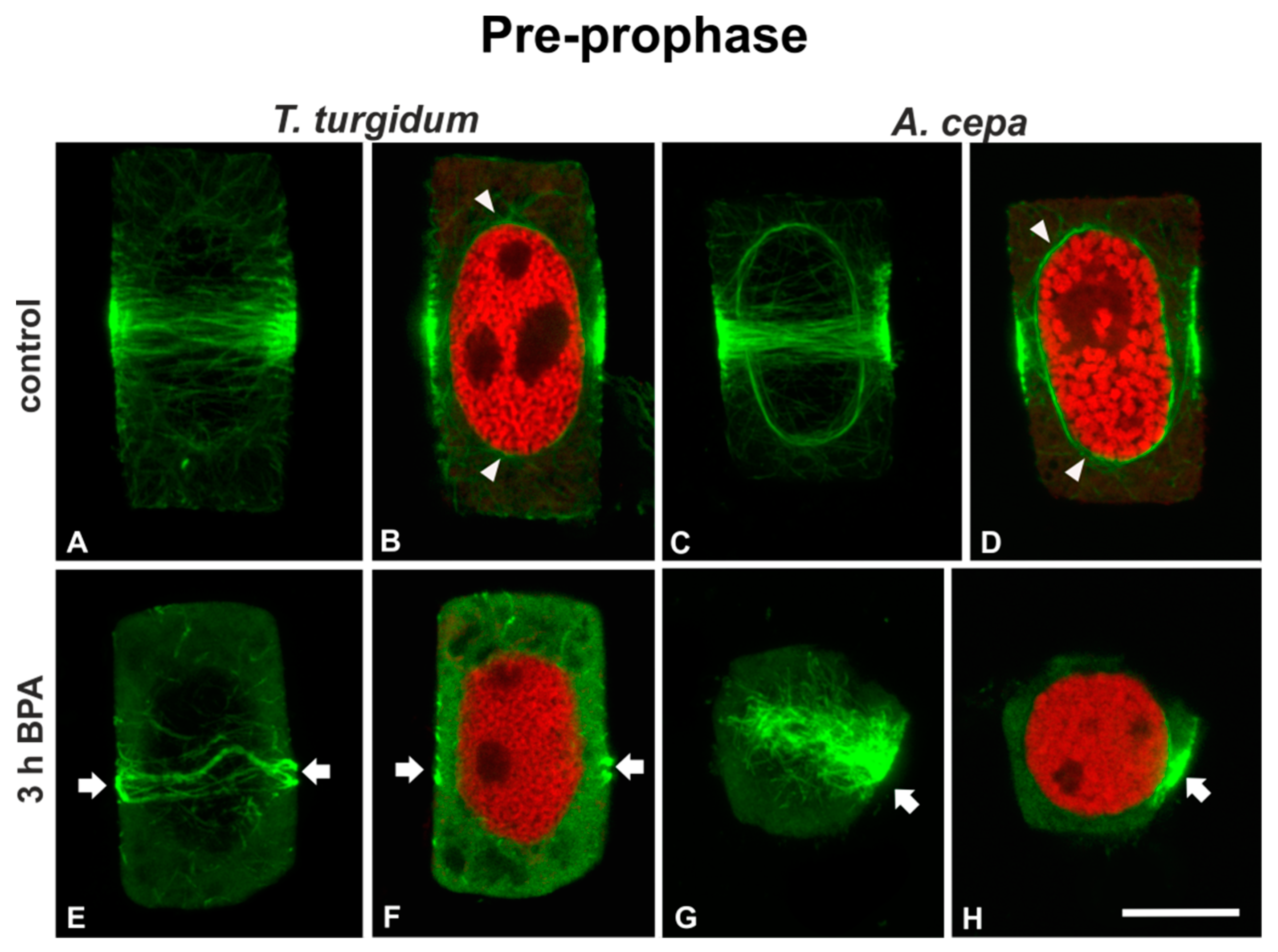 Biomolecules 09 00185 g002 Biomolecules 09 00185 g002