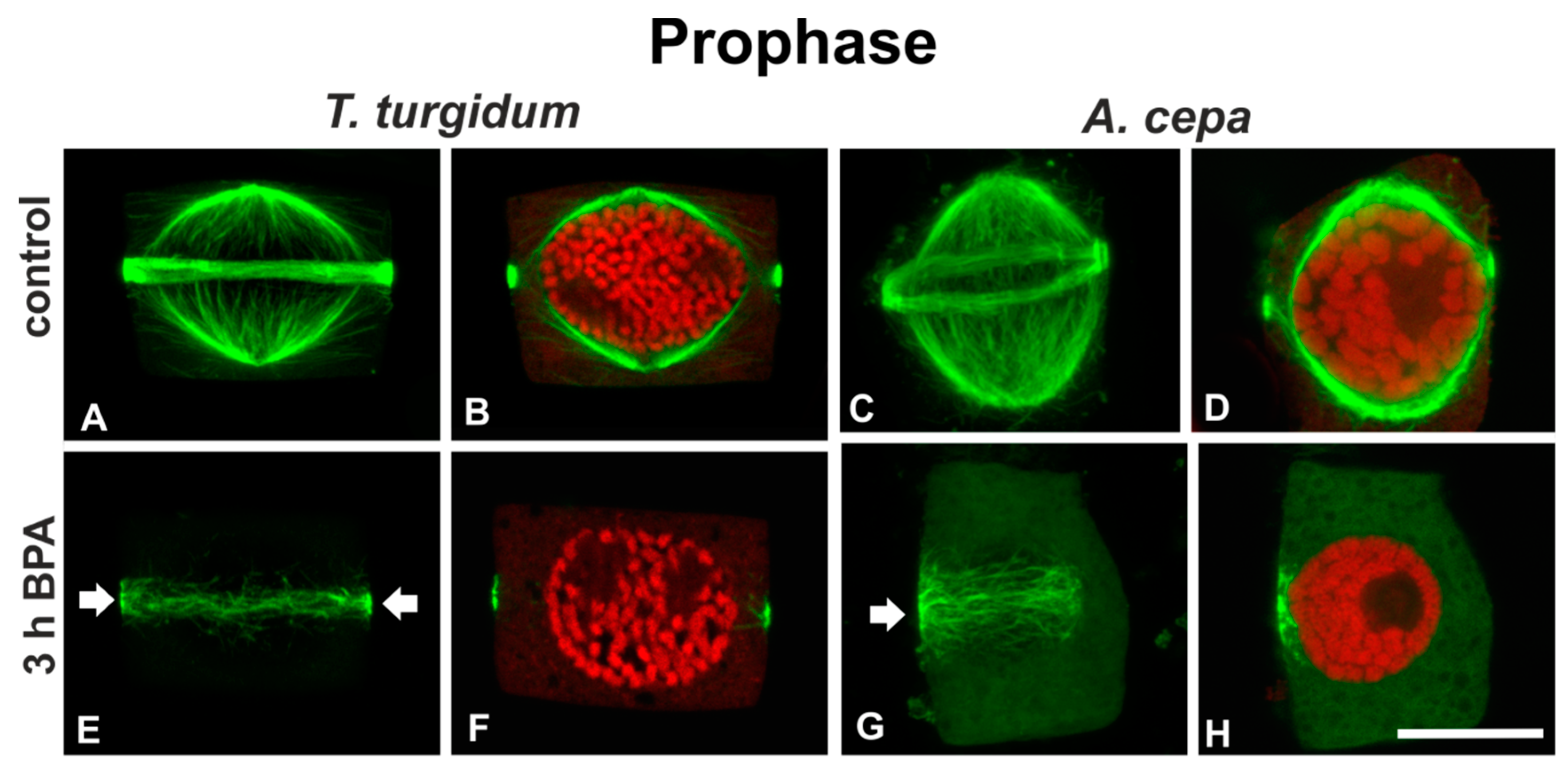 Biomolecules 09 00185 g003 Biomolecules 09 00185 g003