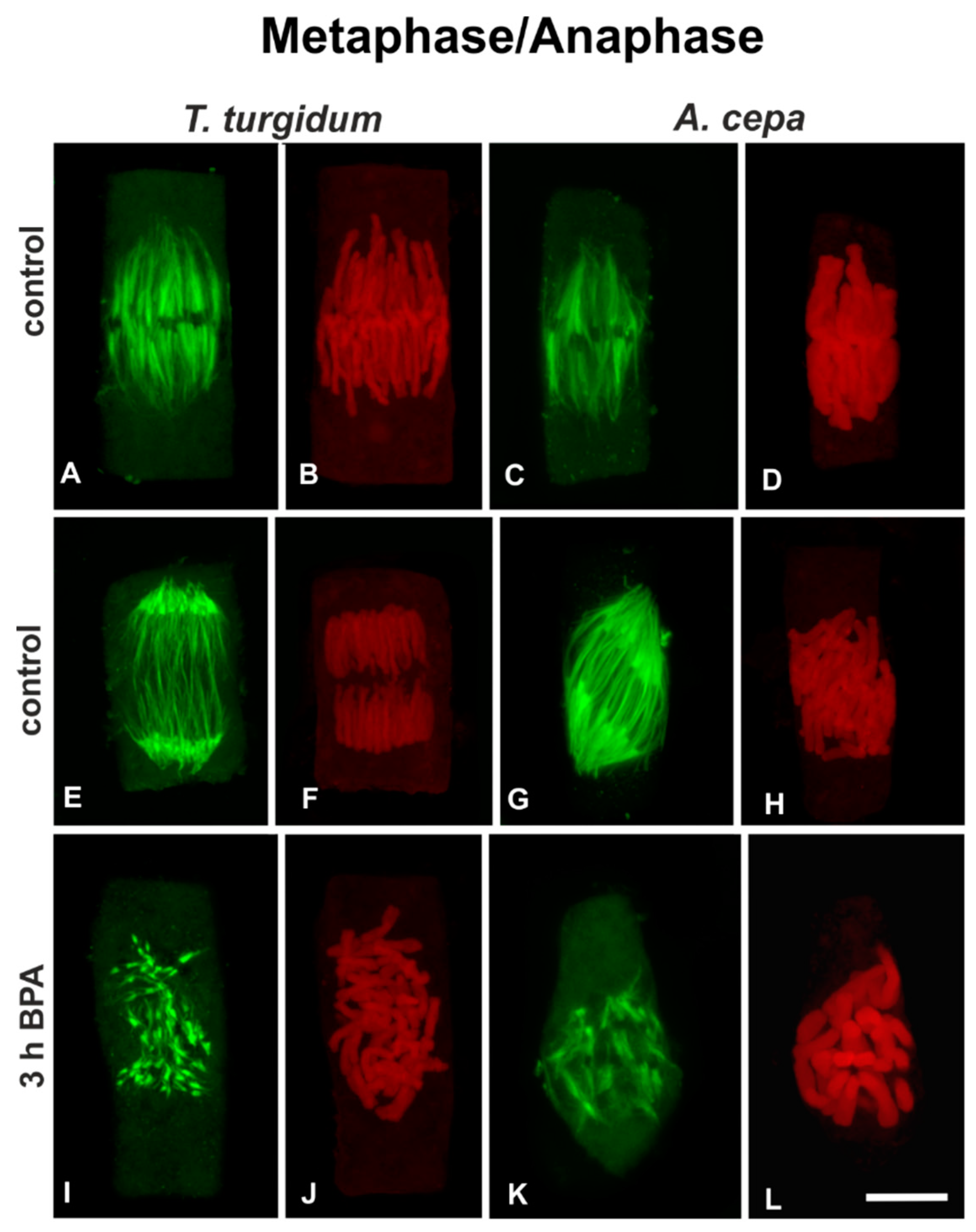 Biomolecules 09 00185 g004 Biomolecules 09 00185 g004