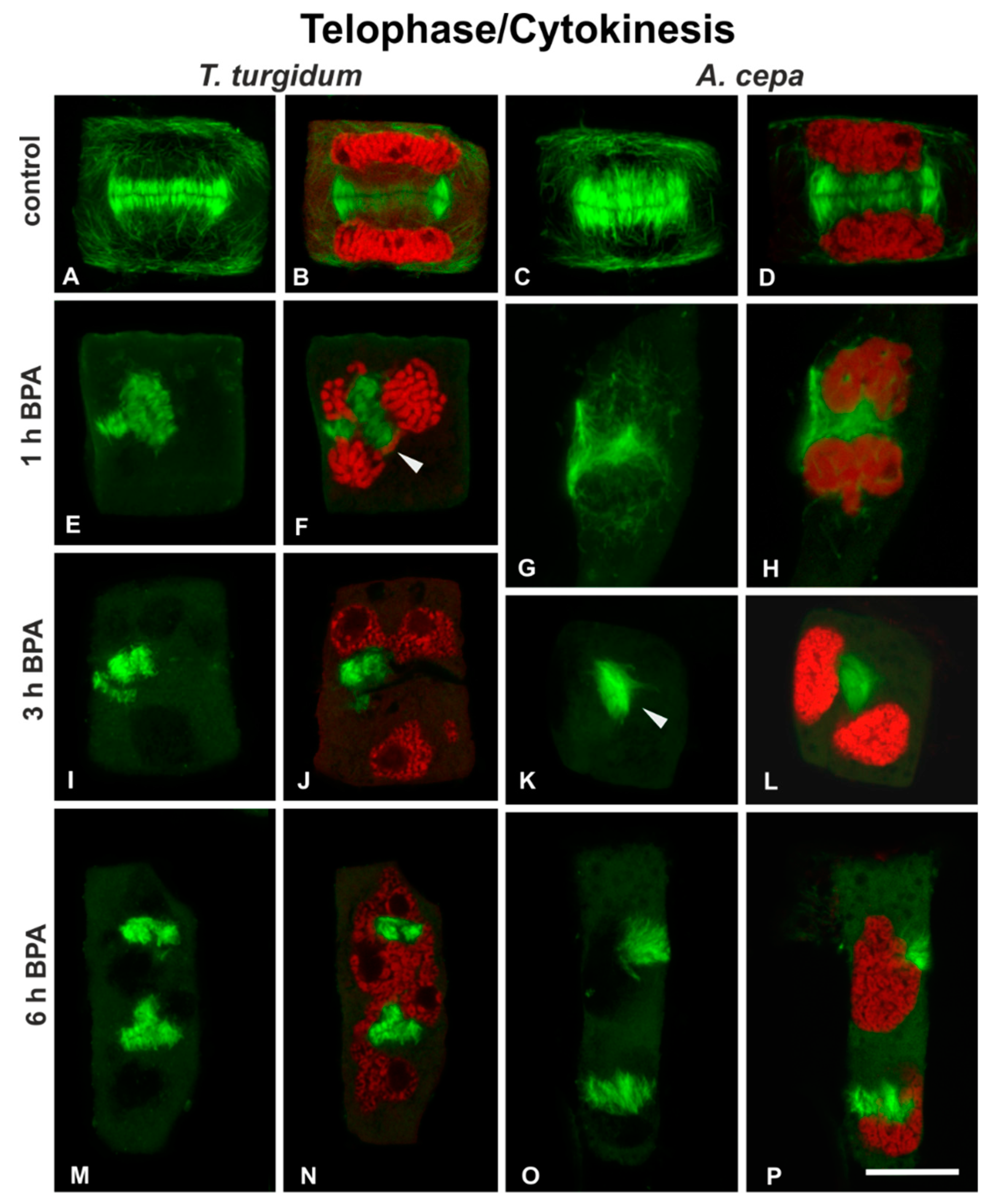 Biomolecules 09 00185 g005 Biomolecules 09 00185 g005