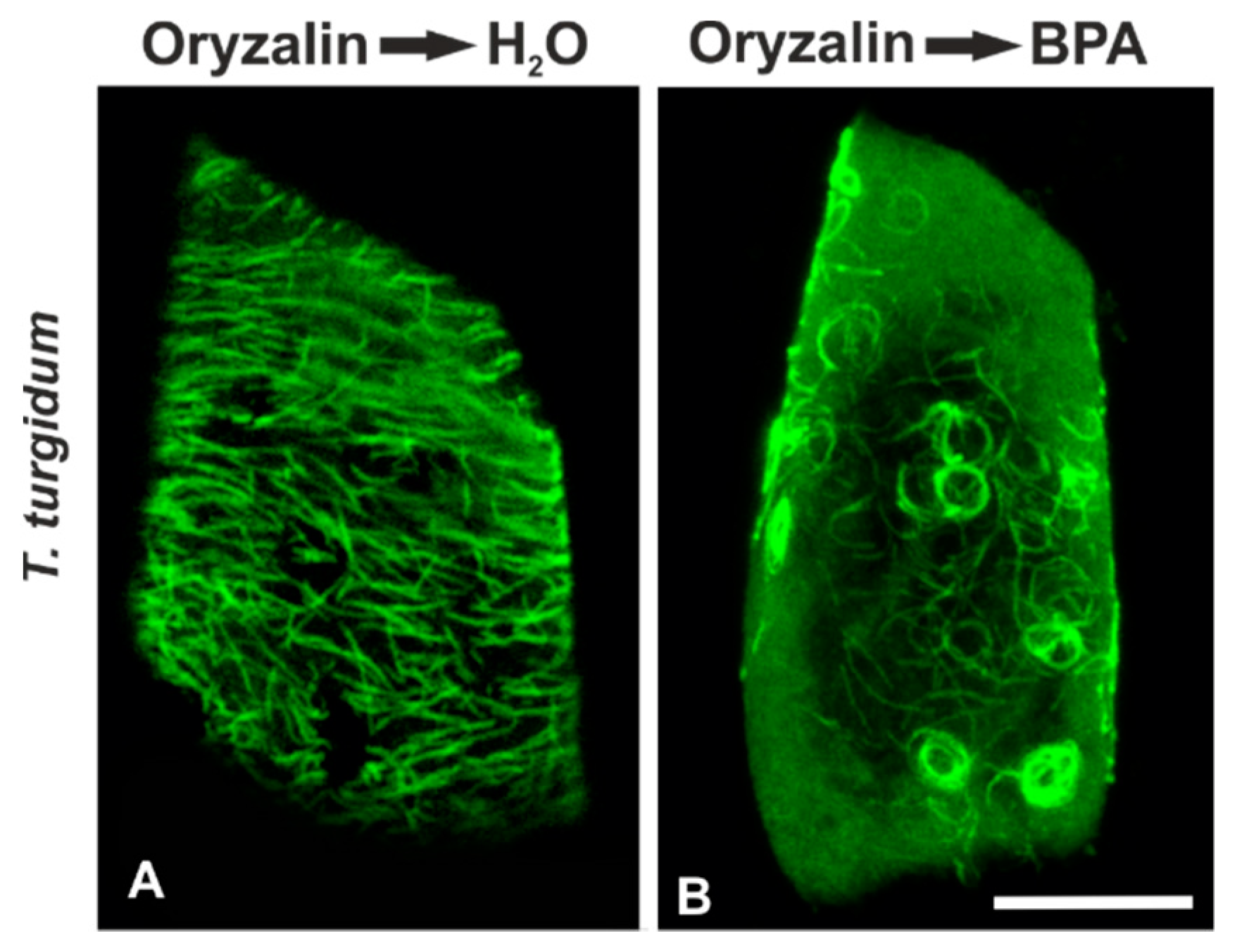 Biomolecules 09 00185 g006 Biomolecules 09 00185 g006