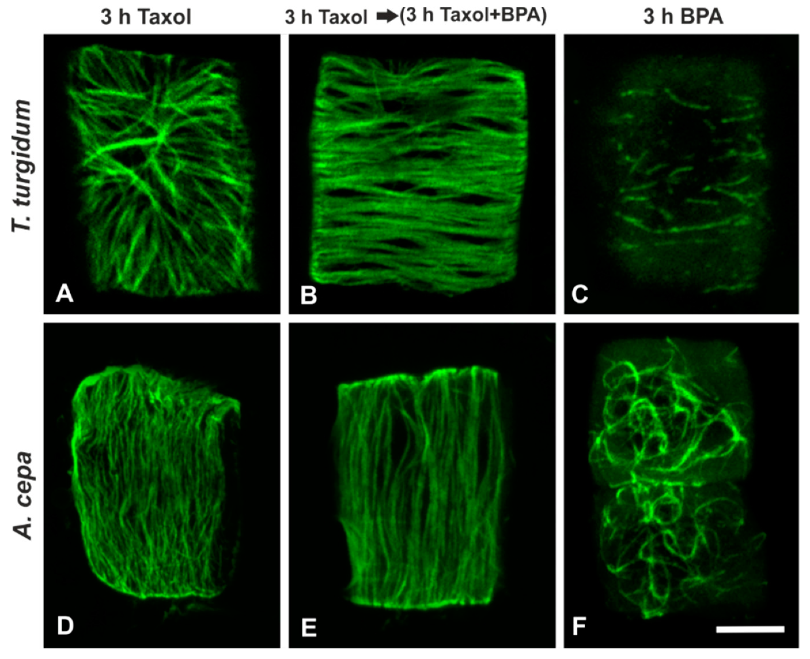 Biomolecules 09 00185 g007 Biomolecules 09 00185 g007