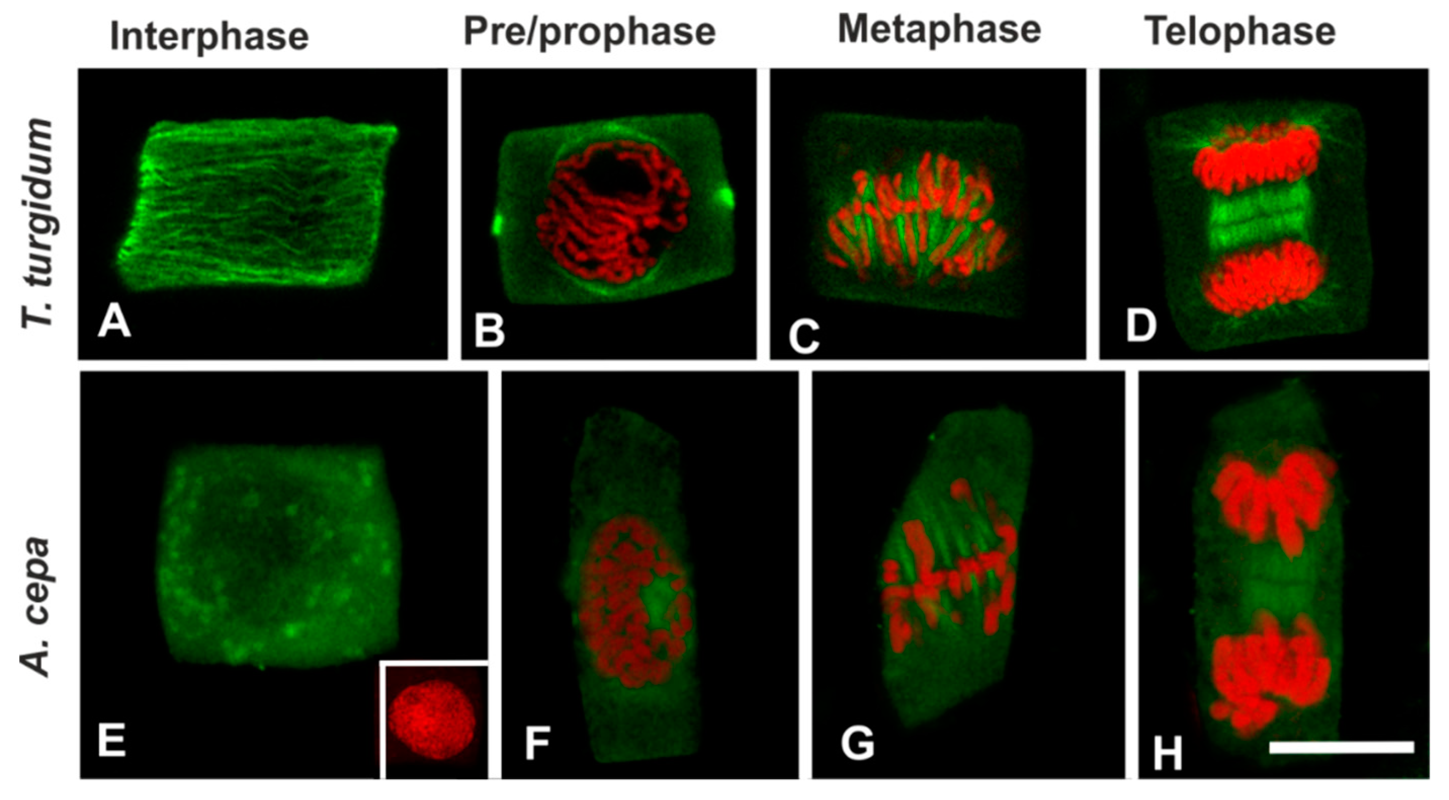 Biomolecules 09 00185 g008 Biomolecules 09 00185 g008