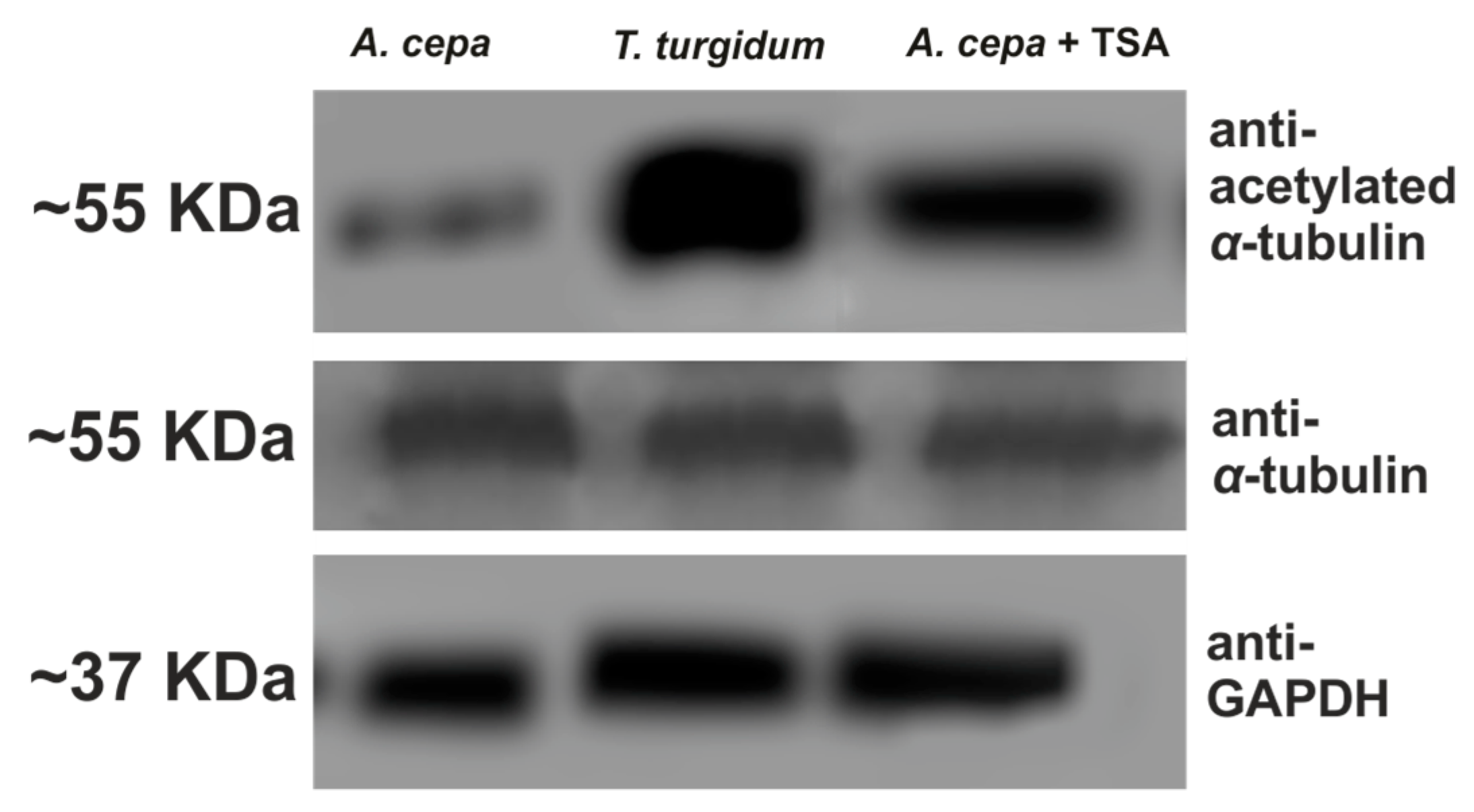 Biomolecules 09 00185 g009 Biomolecules 09 00185 g009