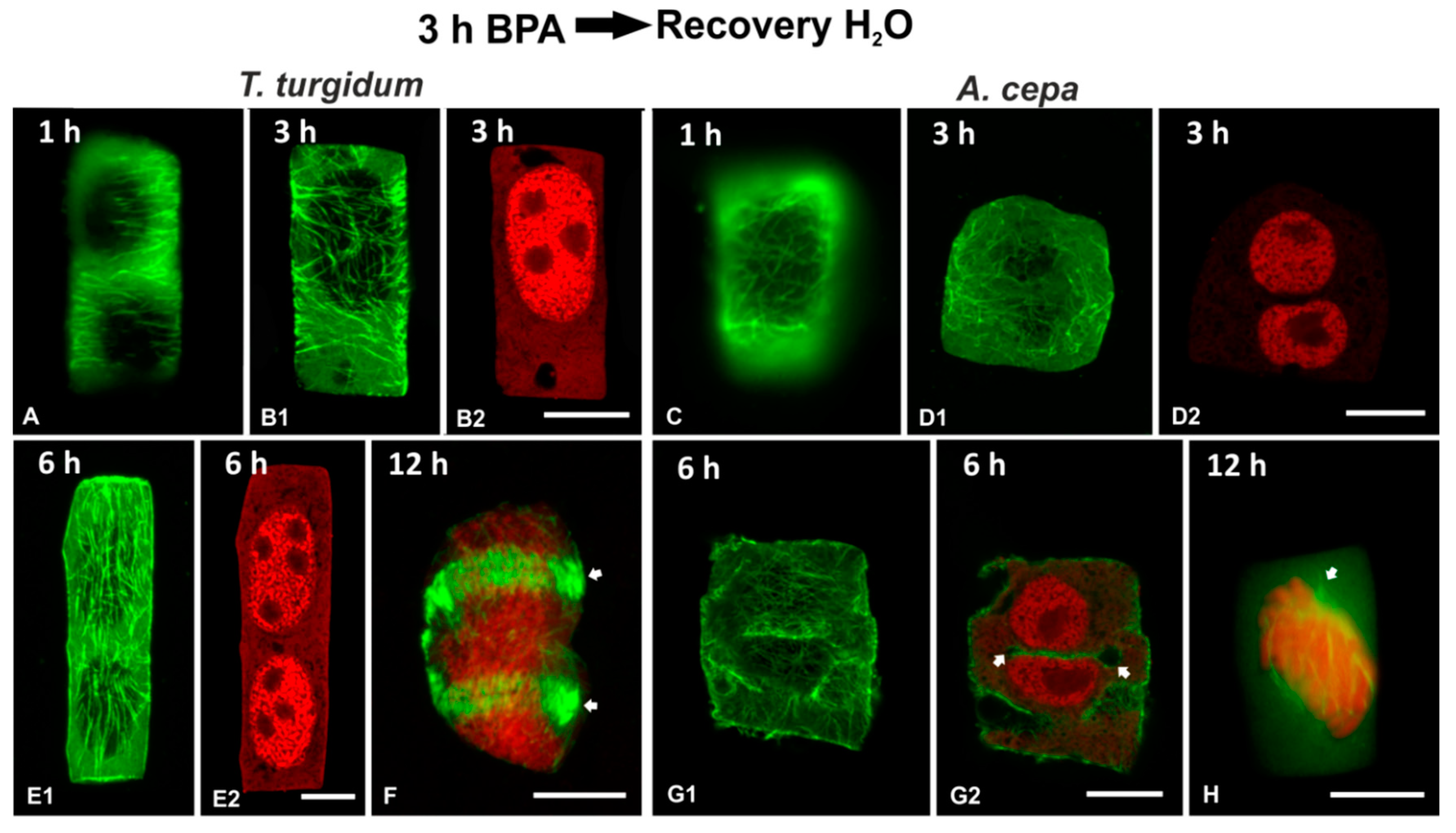 Biomolecules 09 00185 g011 Biomolecules 09 00185 g011