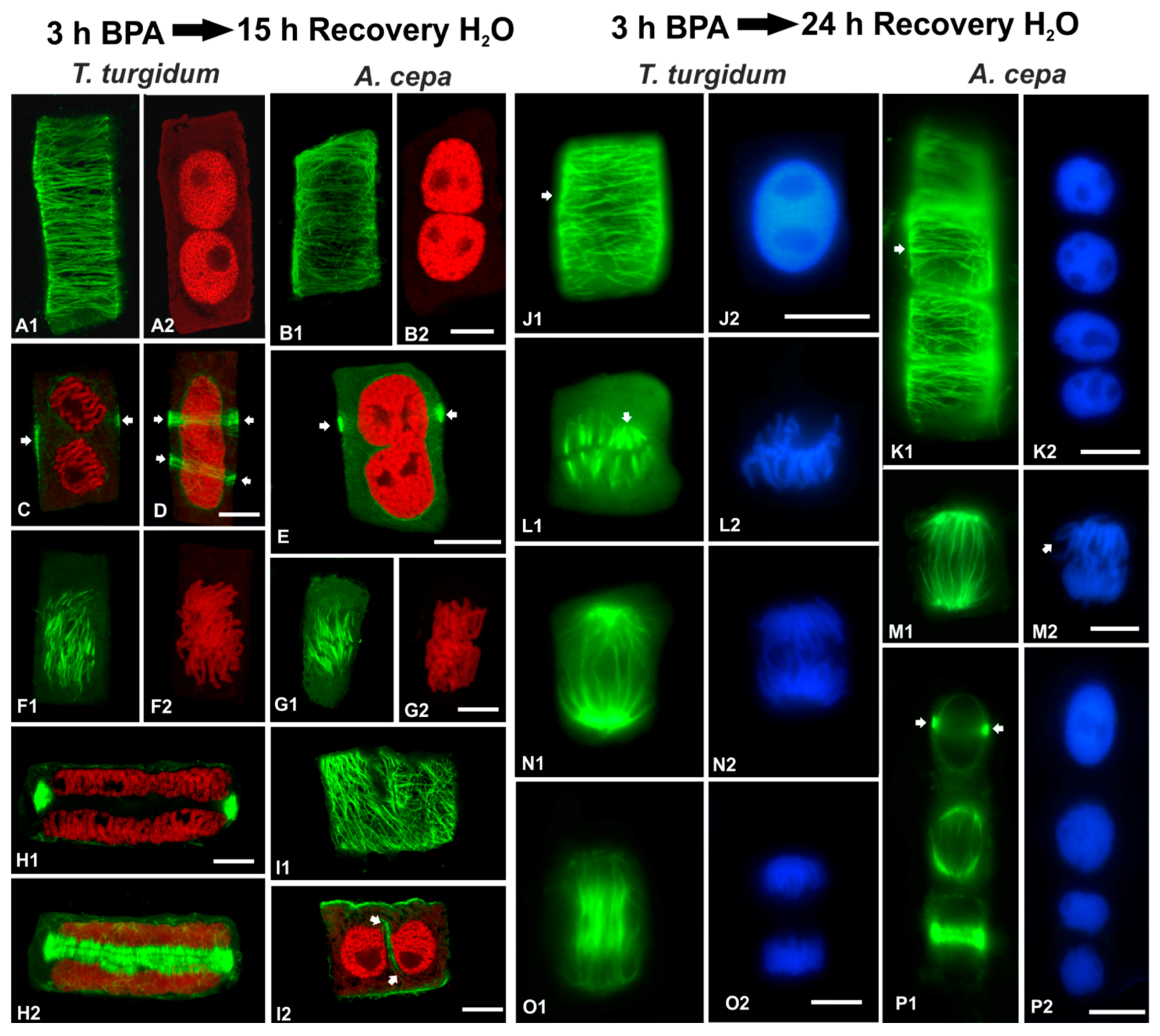 Biomolecules 09 00185 g012 Biomolecules 09 00185 g012