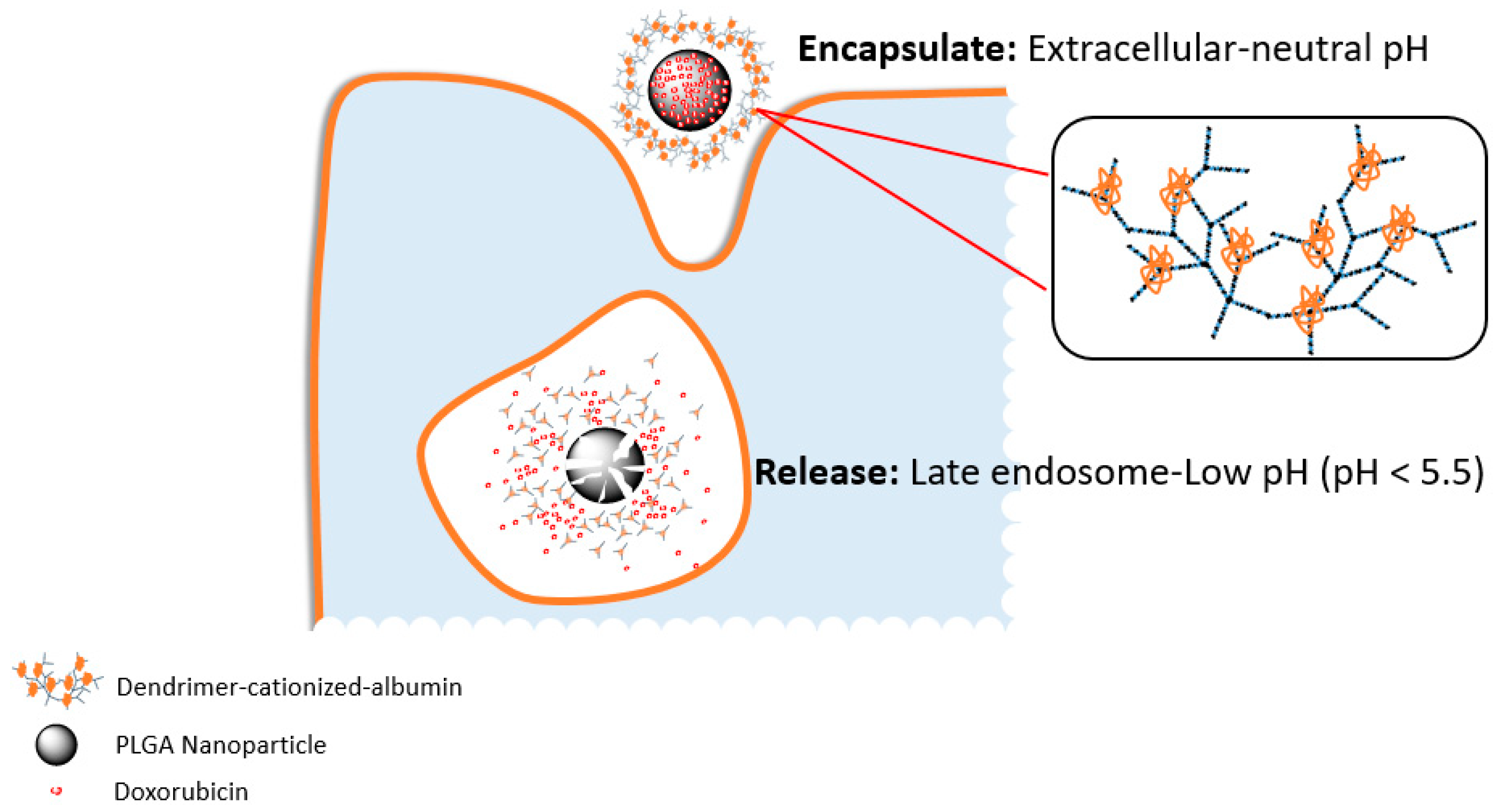 Biomolecules 09 00202 g001 Biomolecules 09 00202 g001