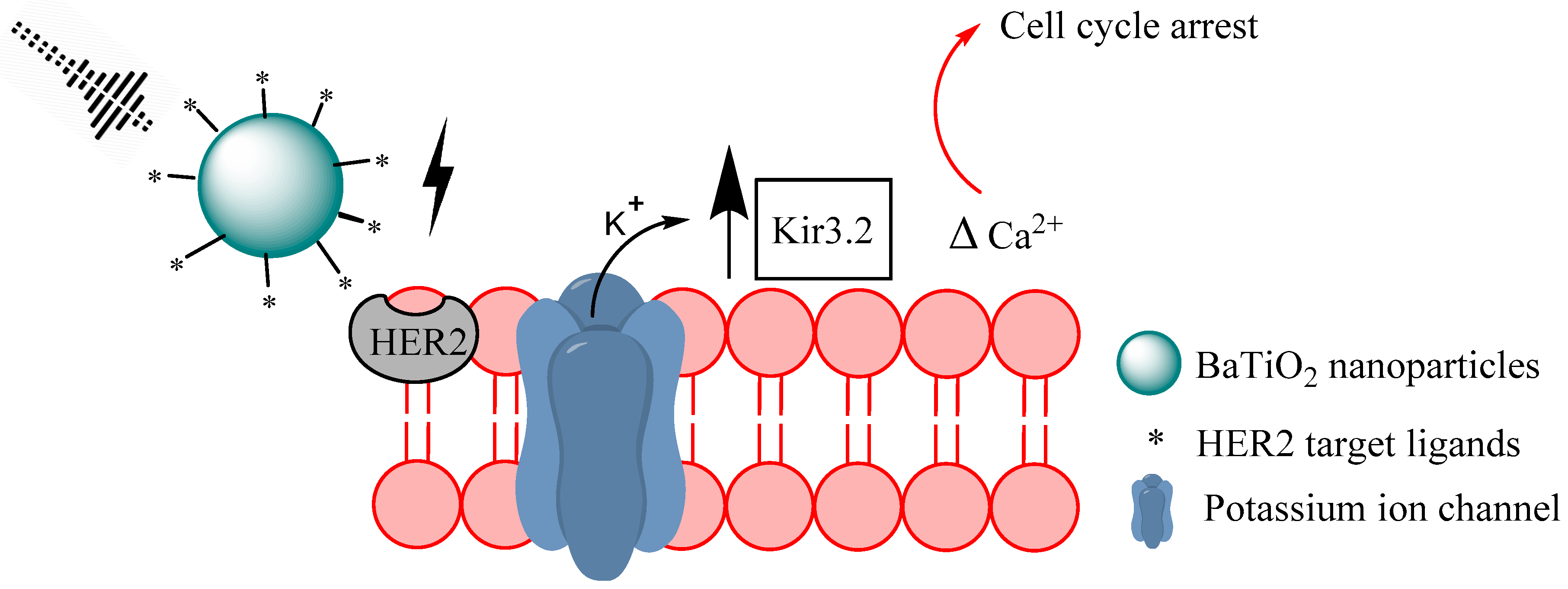 Biomolecules 09 00202 g004 Biomolecules 09 00202 g004
