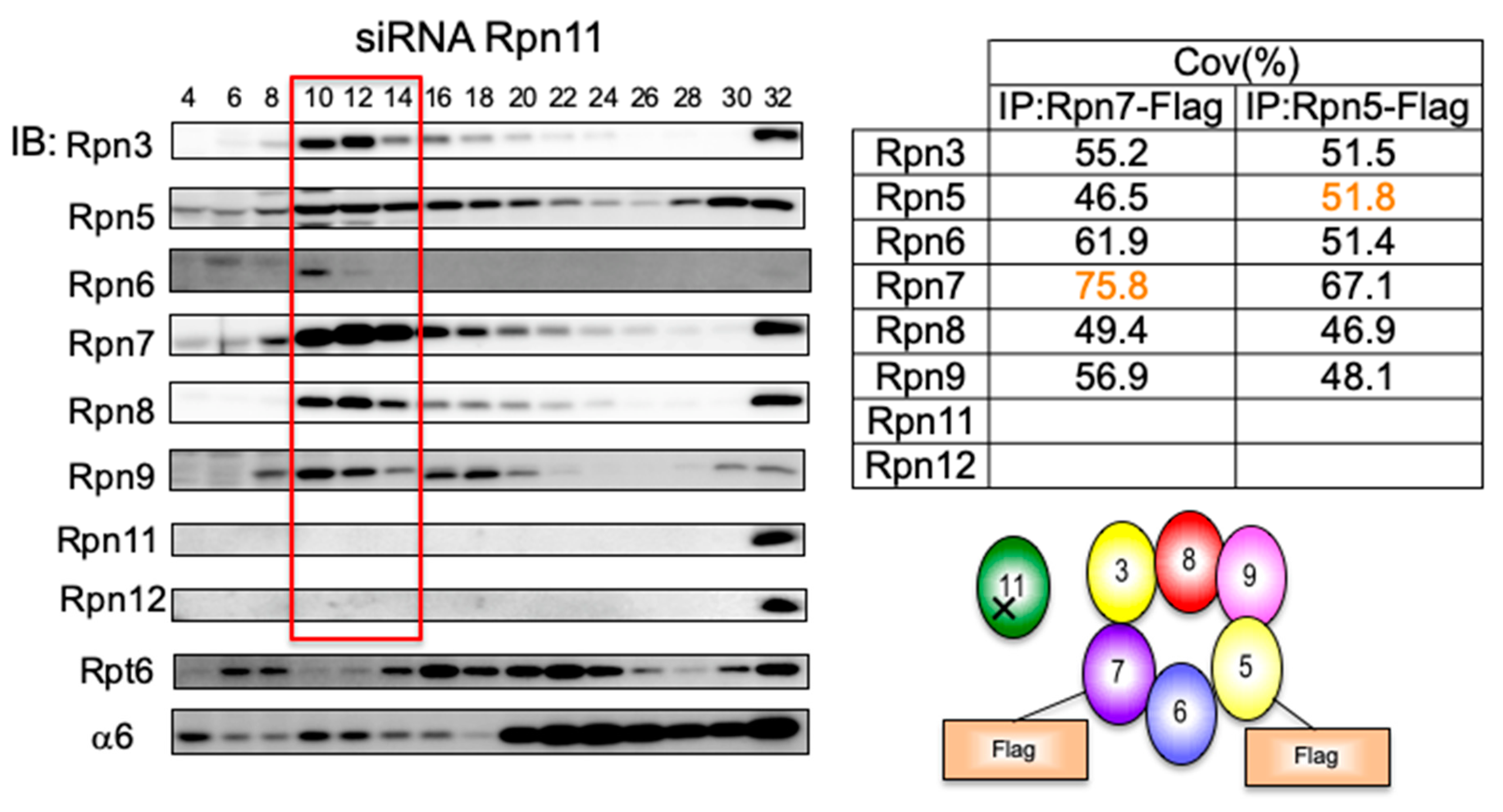 Biomolecules 09 00213 g004