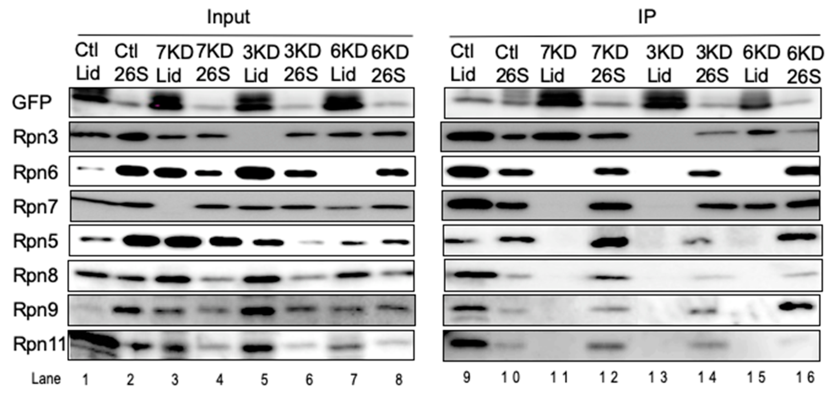 Biomolecules 09 00213 g007