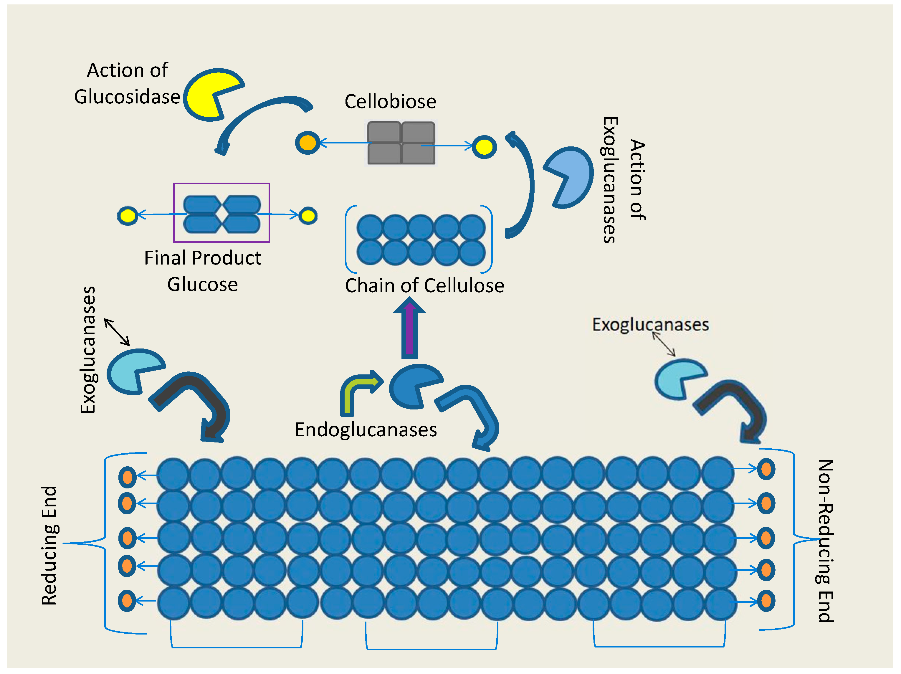 Biomolecules 09 00220 g002 Biomolecules 09 00220 g002