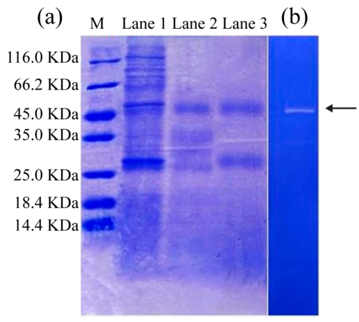 Biomolecules 09 00228 g003 Biomolecules 09 00228 g003