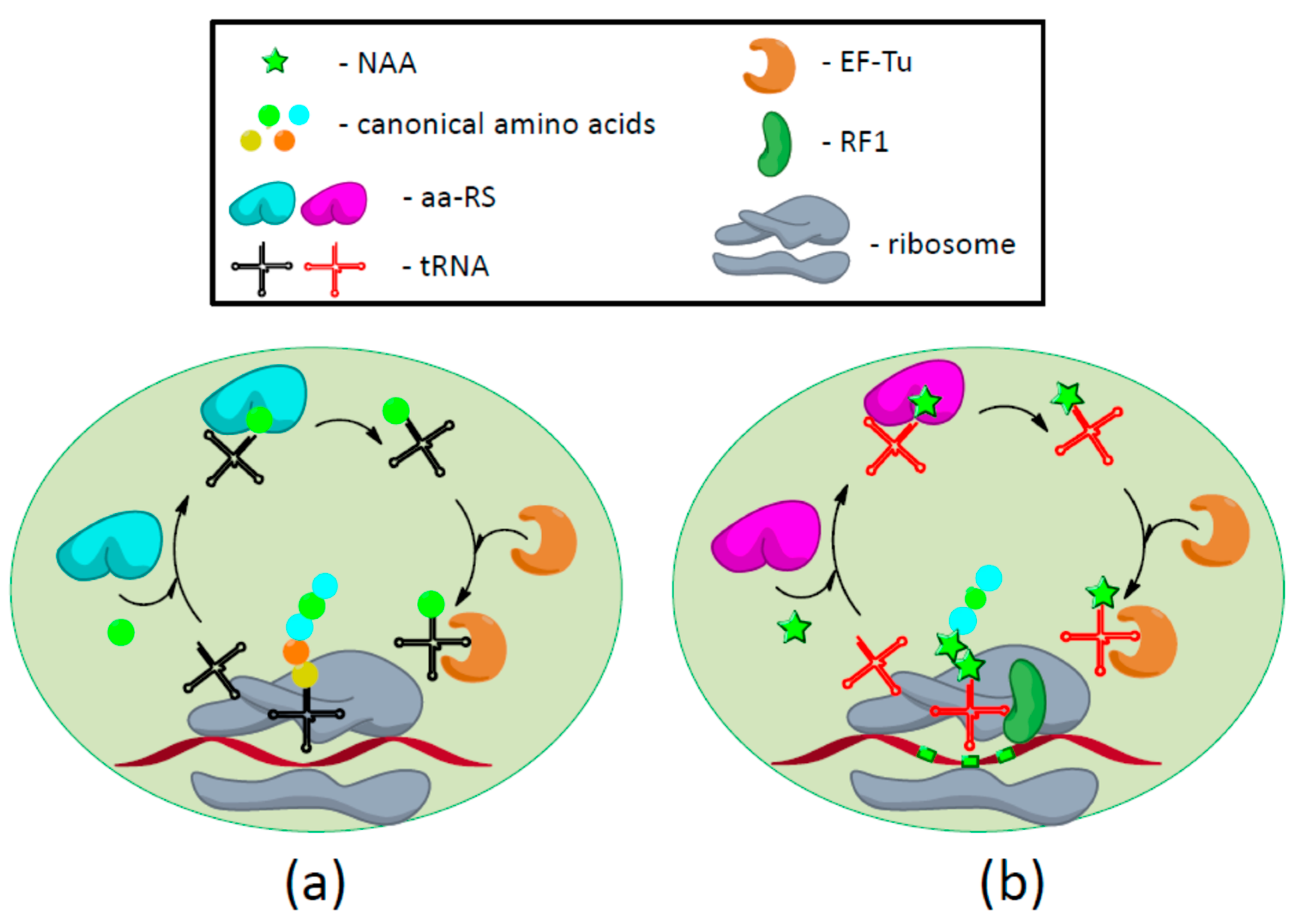 Biomolecules 09 00255 g001