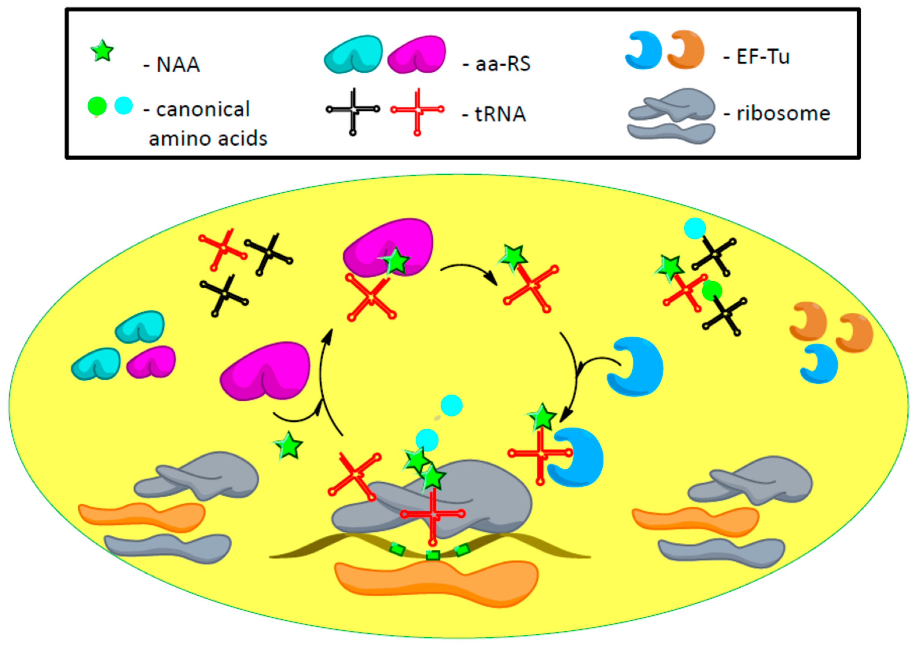 Biomolecules 09 00255 g003